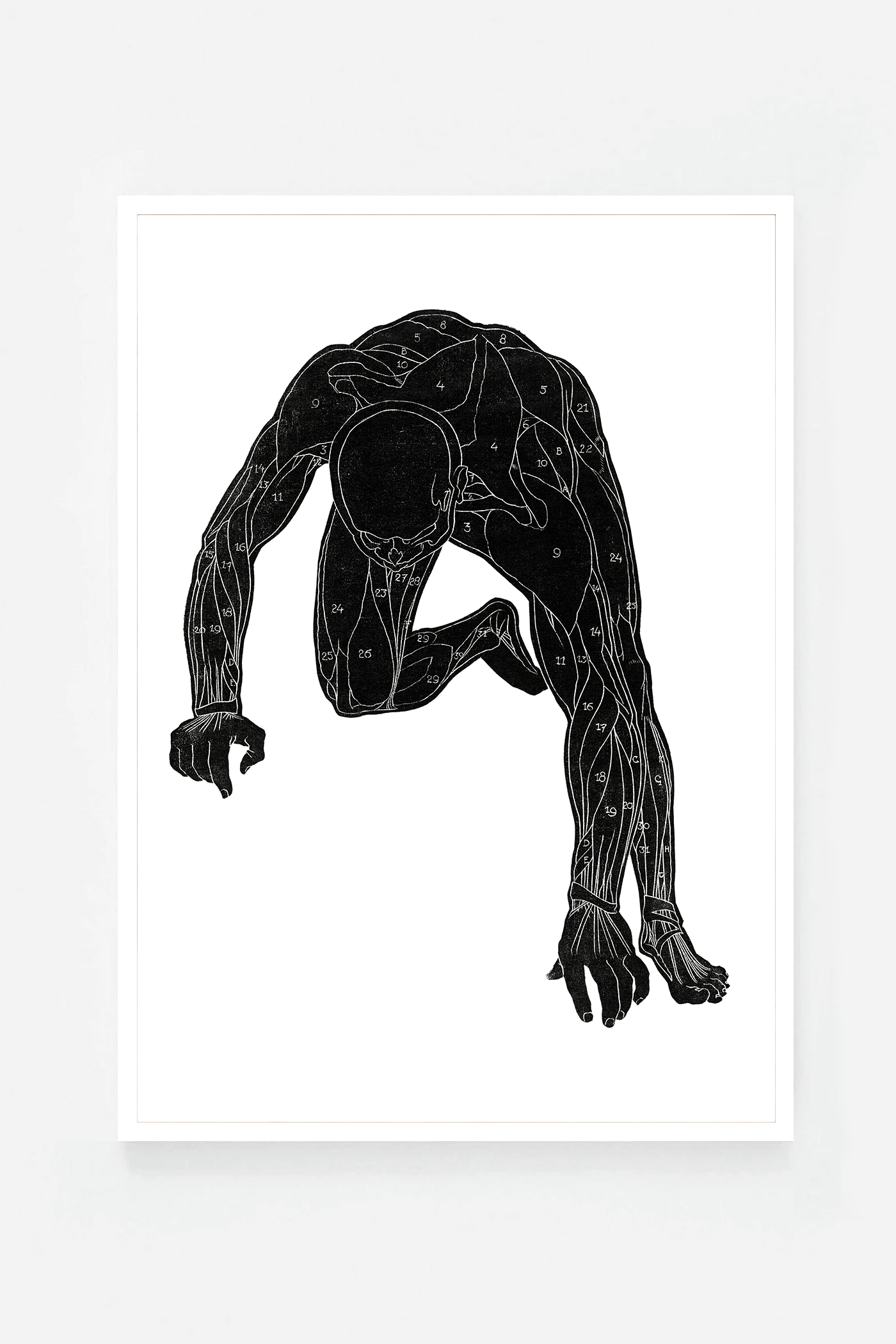 Anatomical study III