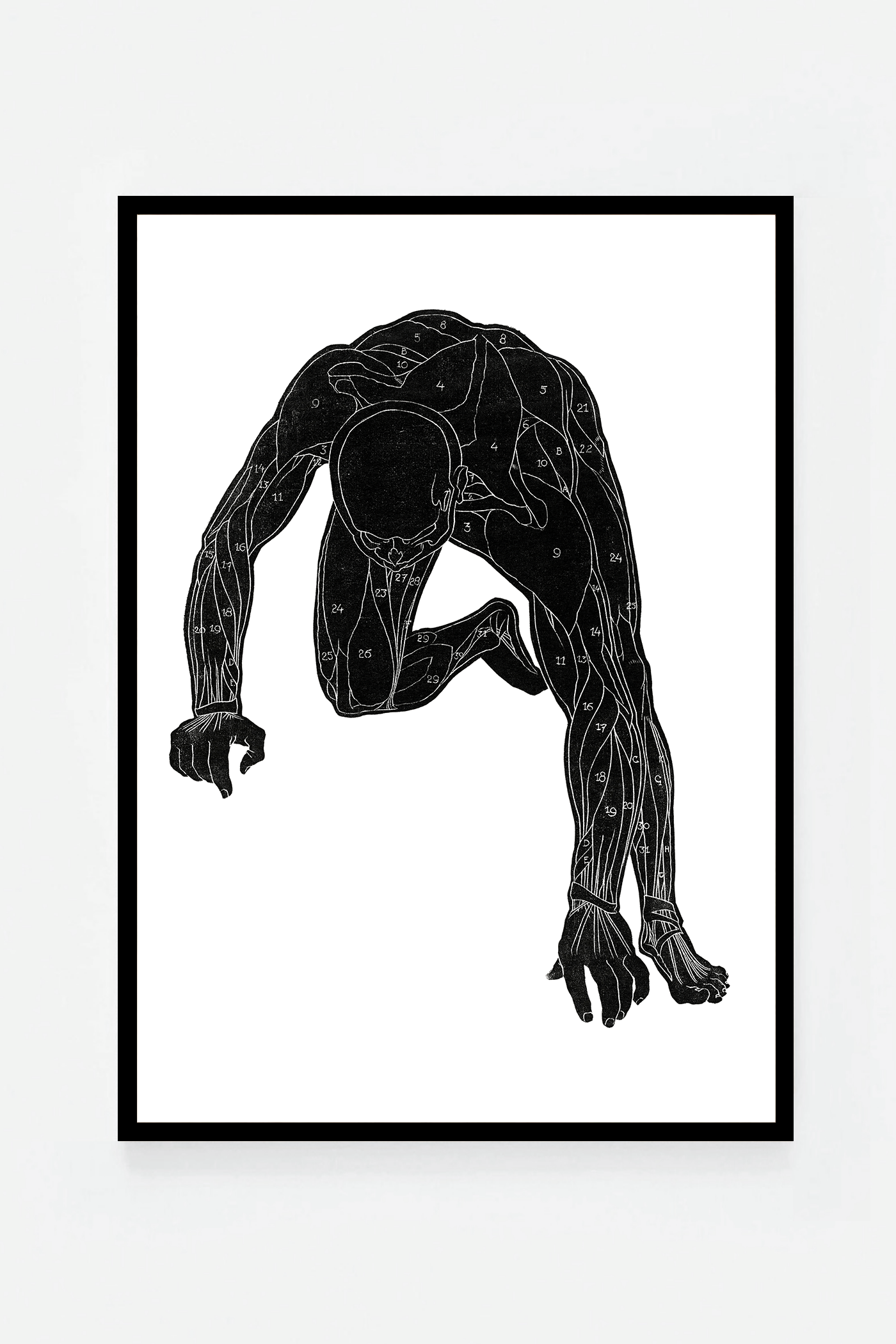 Anatomical study III