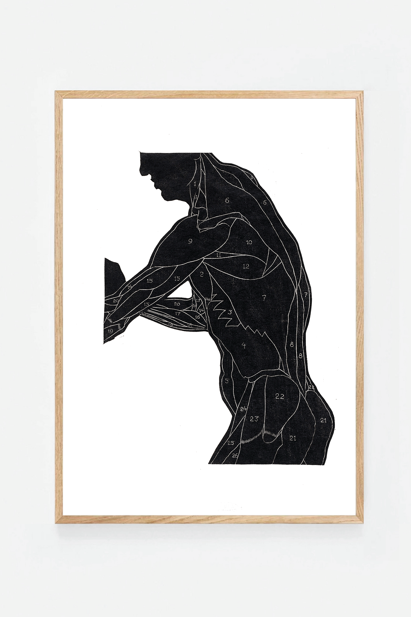 Anatomical study II