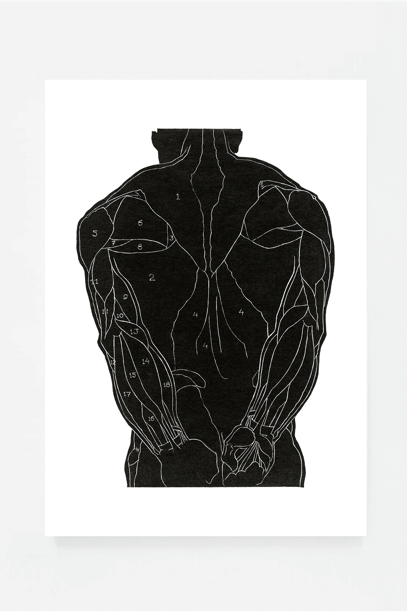 Anatomical study IV