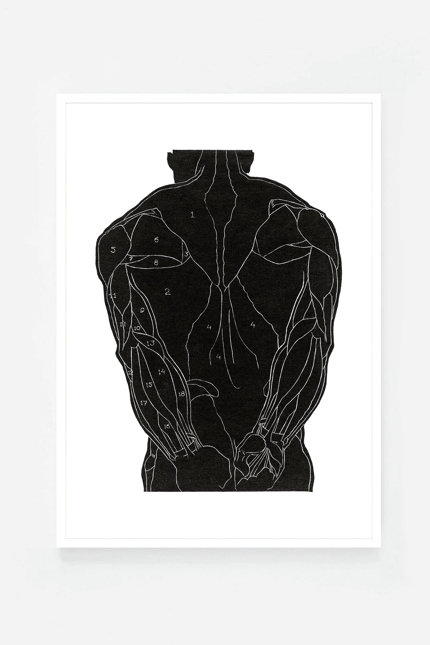 Anatomical study IV