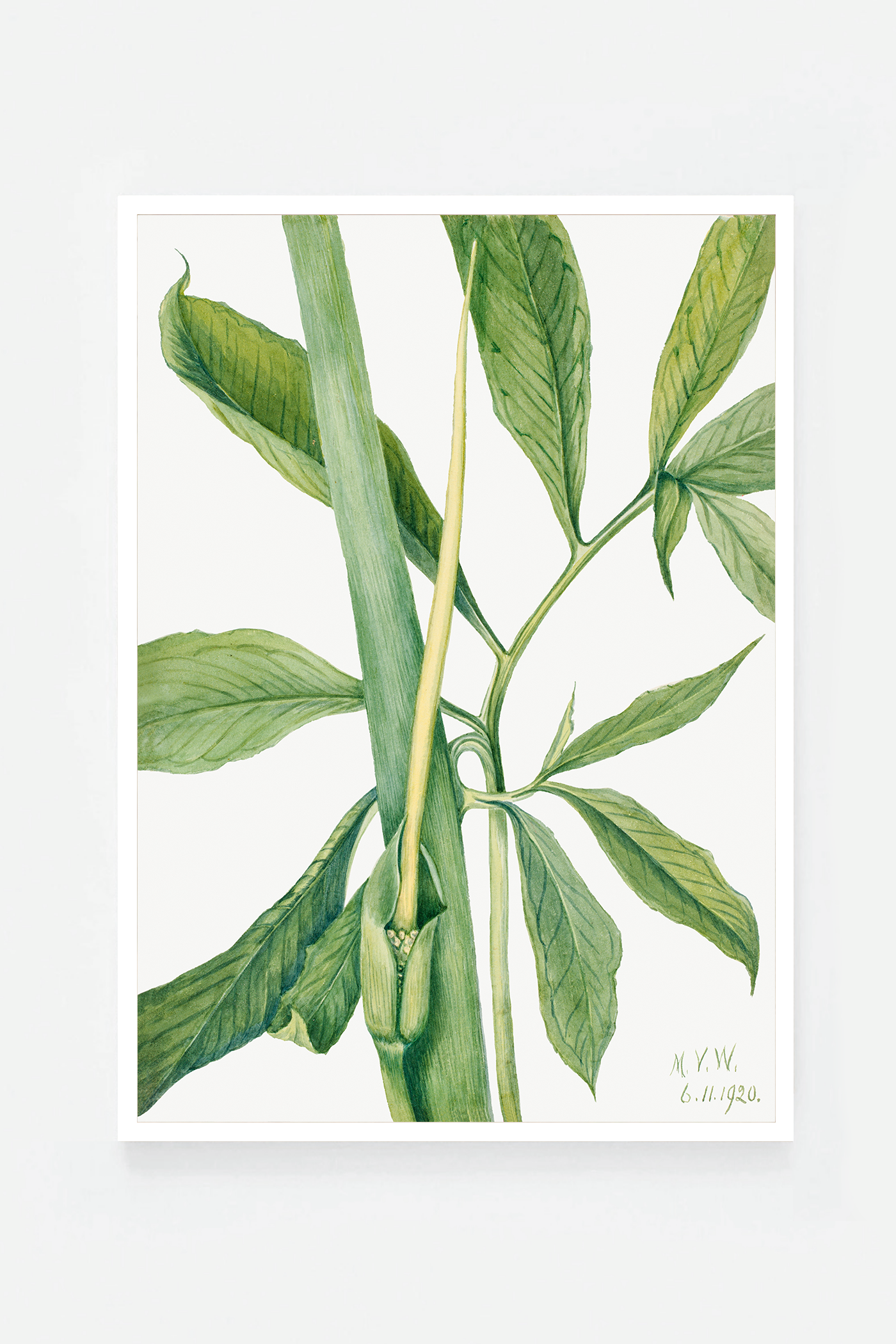 Arisaema dracontium