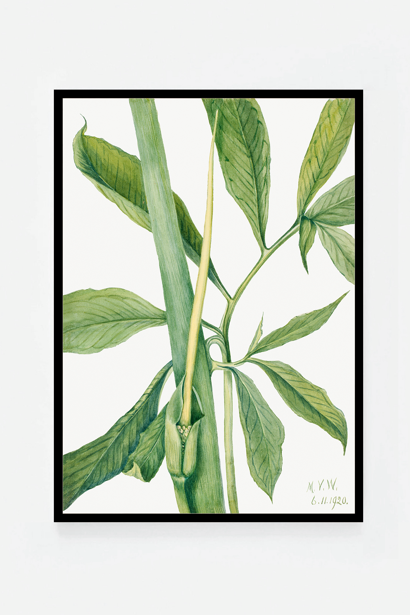 Arisaema dracontium