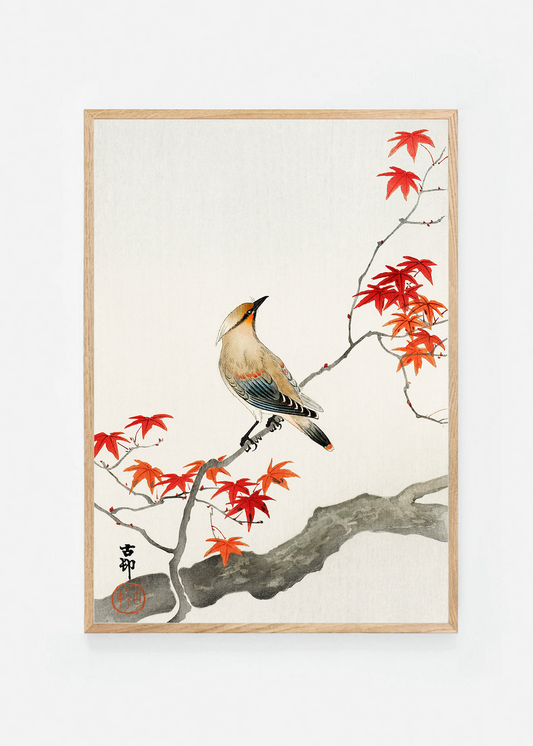 Bird on maple tree