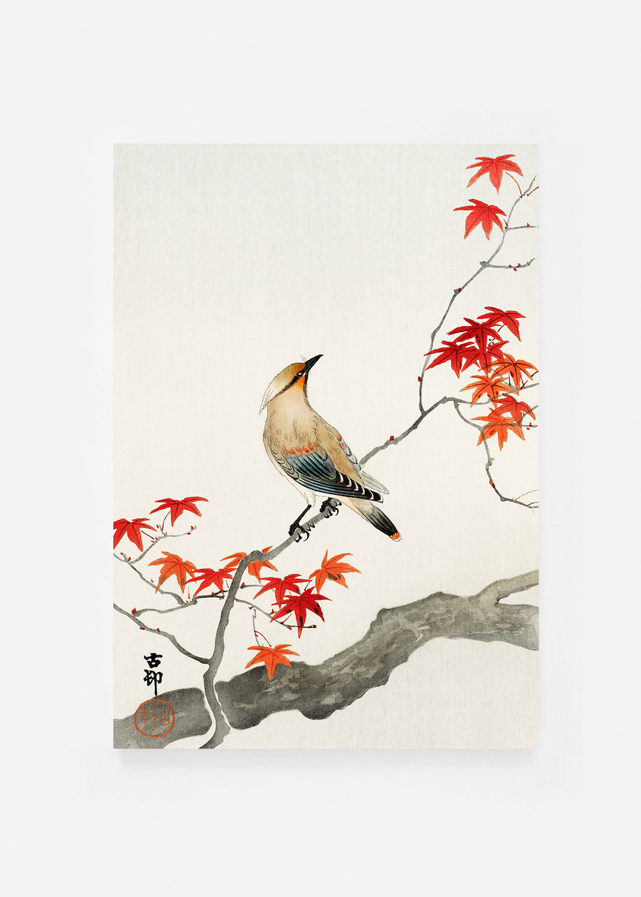 Bird on maple tree