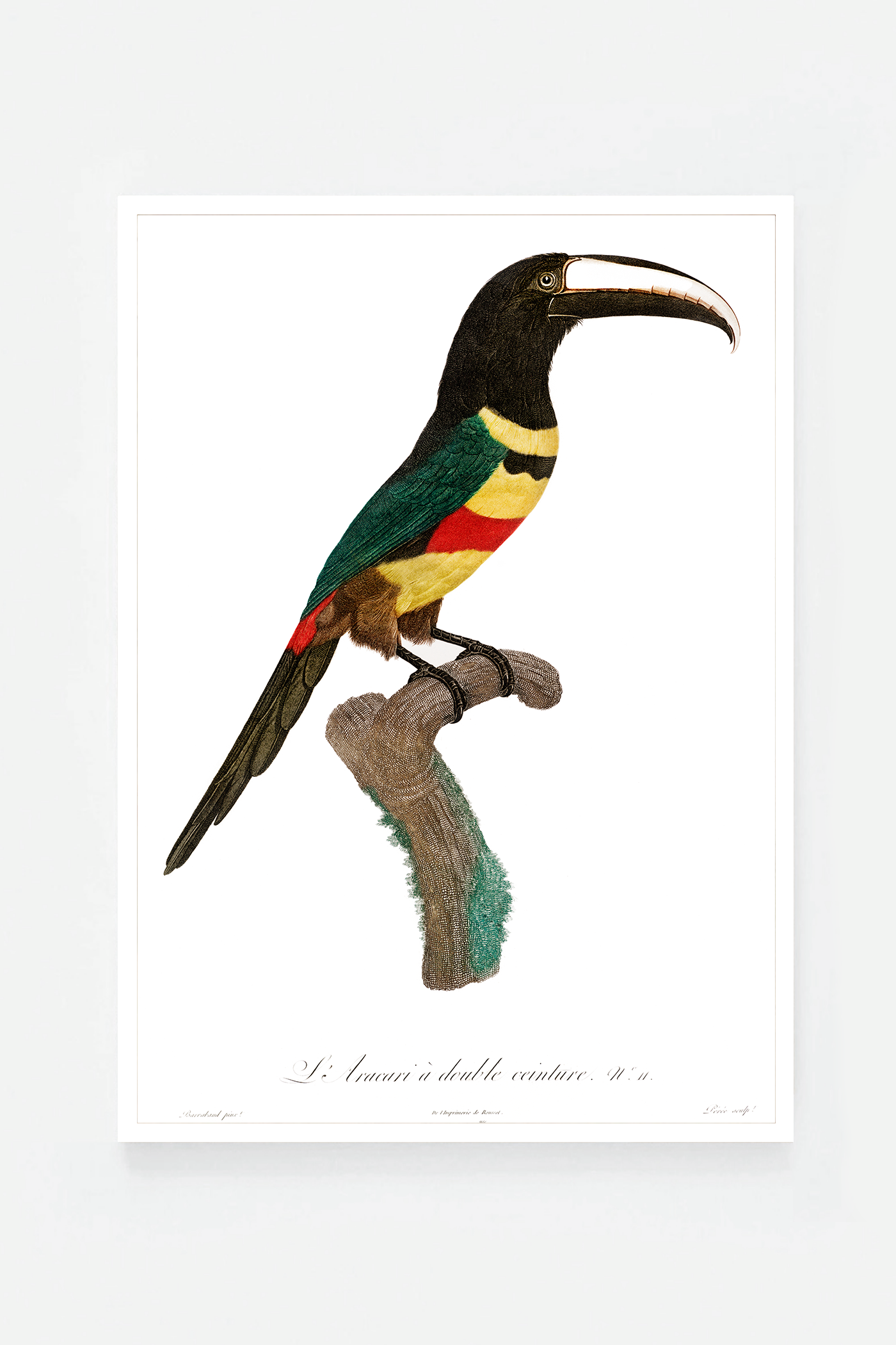 Black-necked Aracari