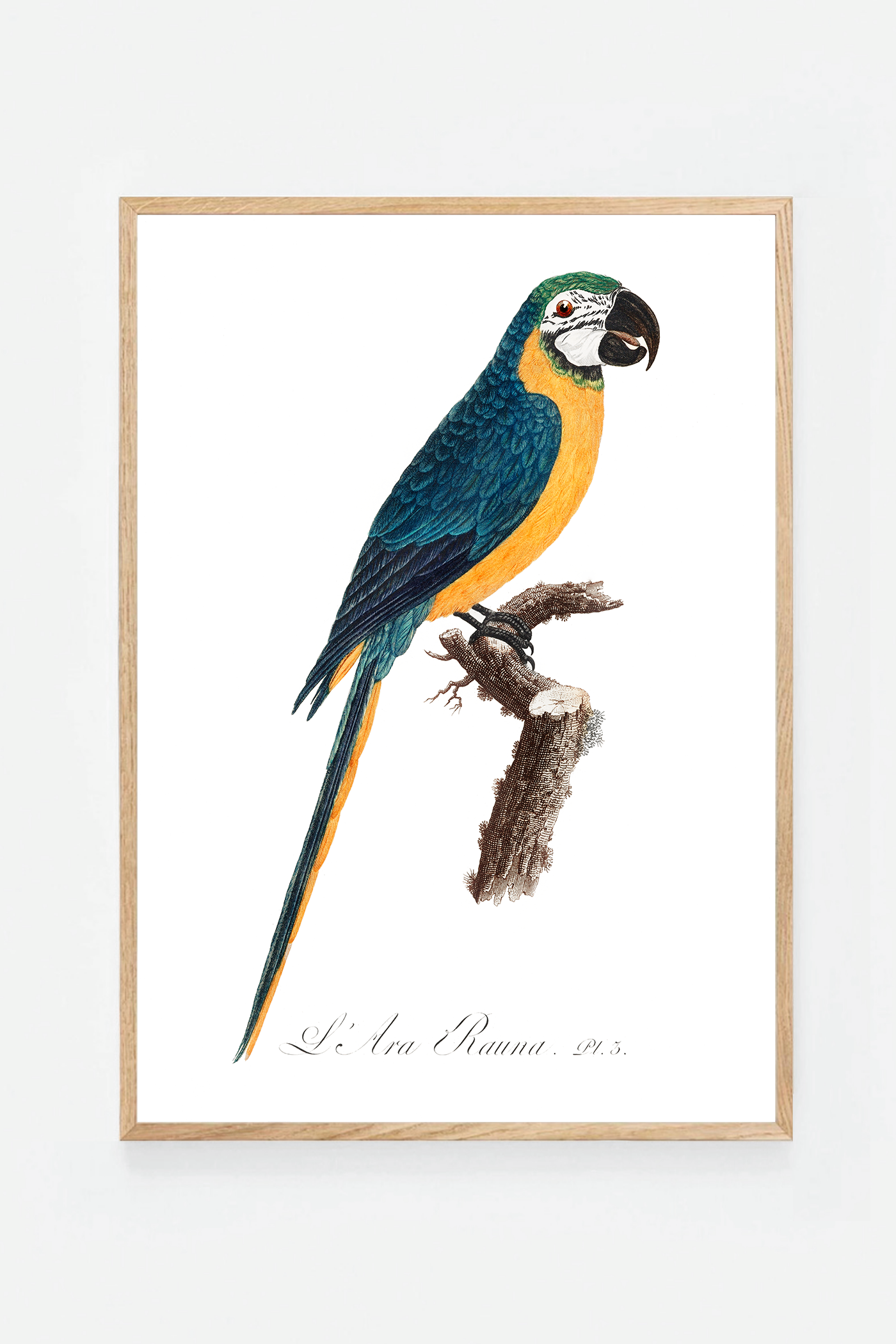 Blue-and-Yellow Macaw
