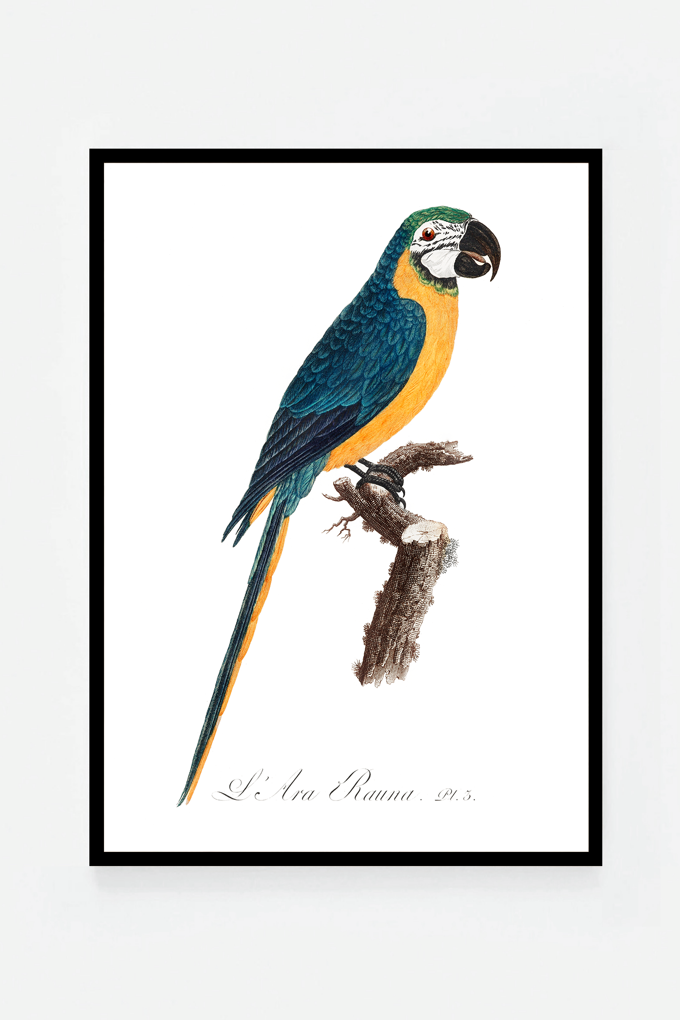 Blue-and-Yellow Macaw