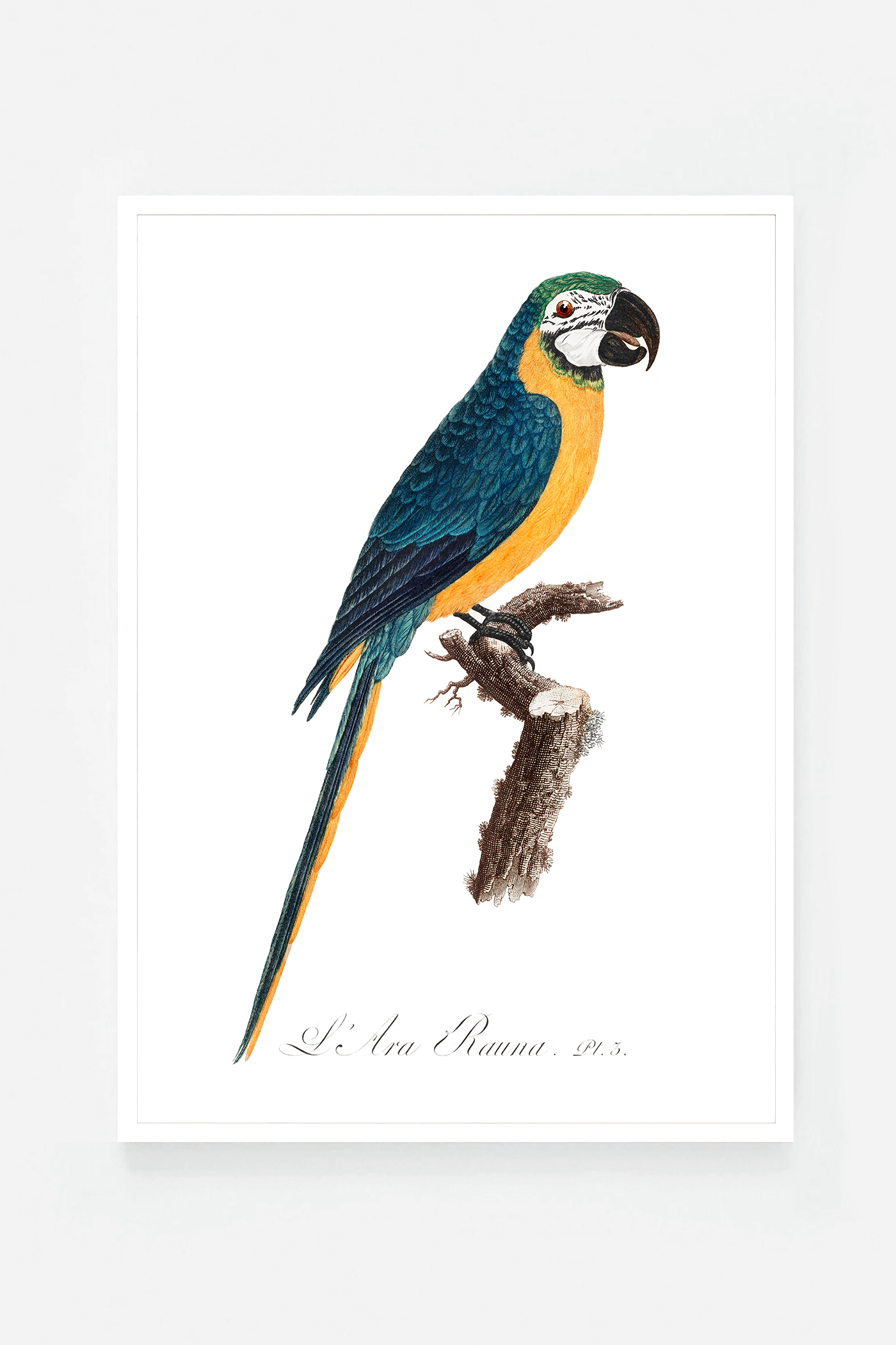 Blue-and-Yellow Macaw