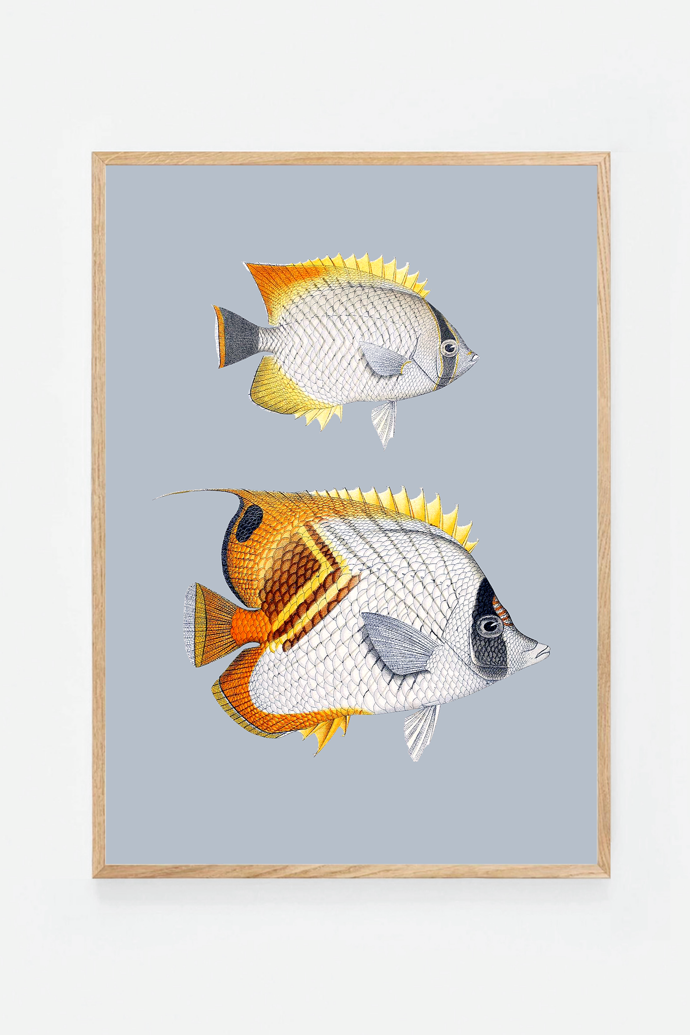 Chaetondon VII (3 background colors)
