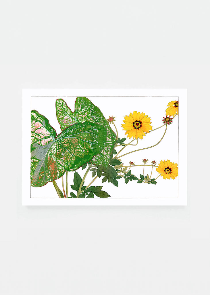 Caladium & coreopsis