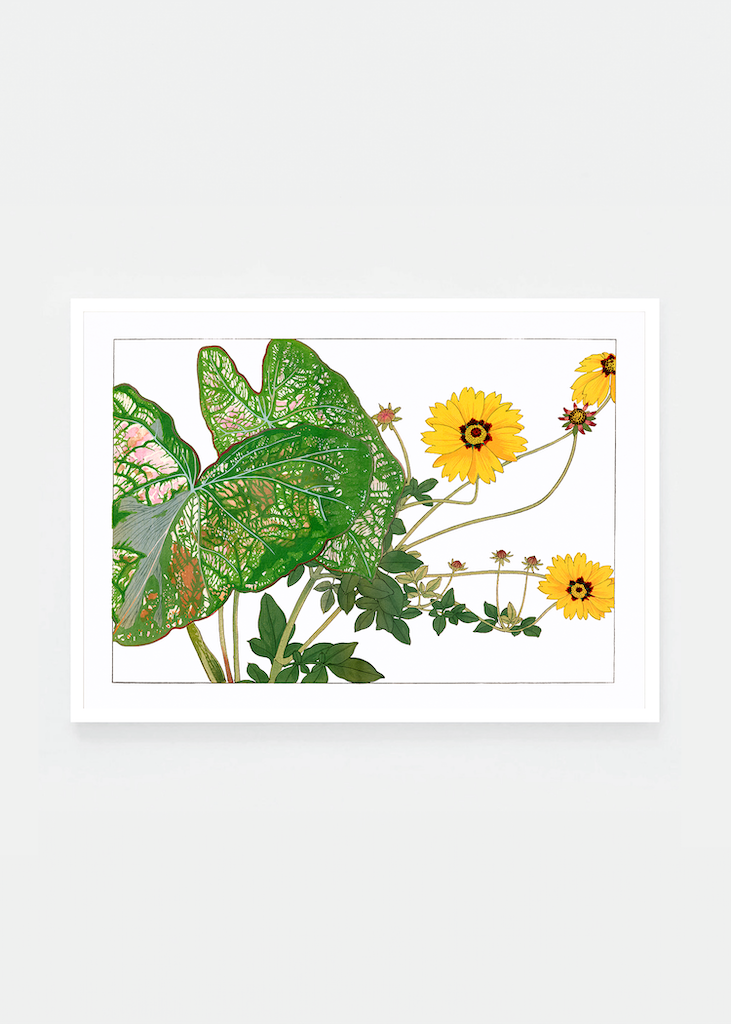 Caladium & coreopsis