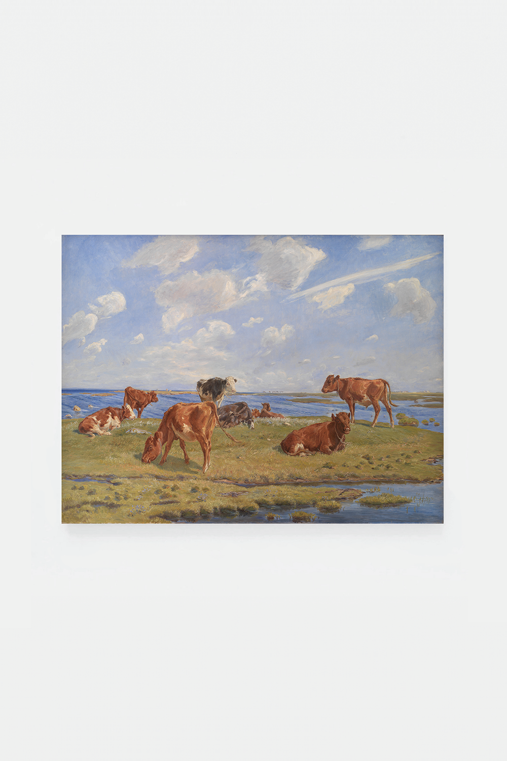Calves at the beach