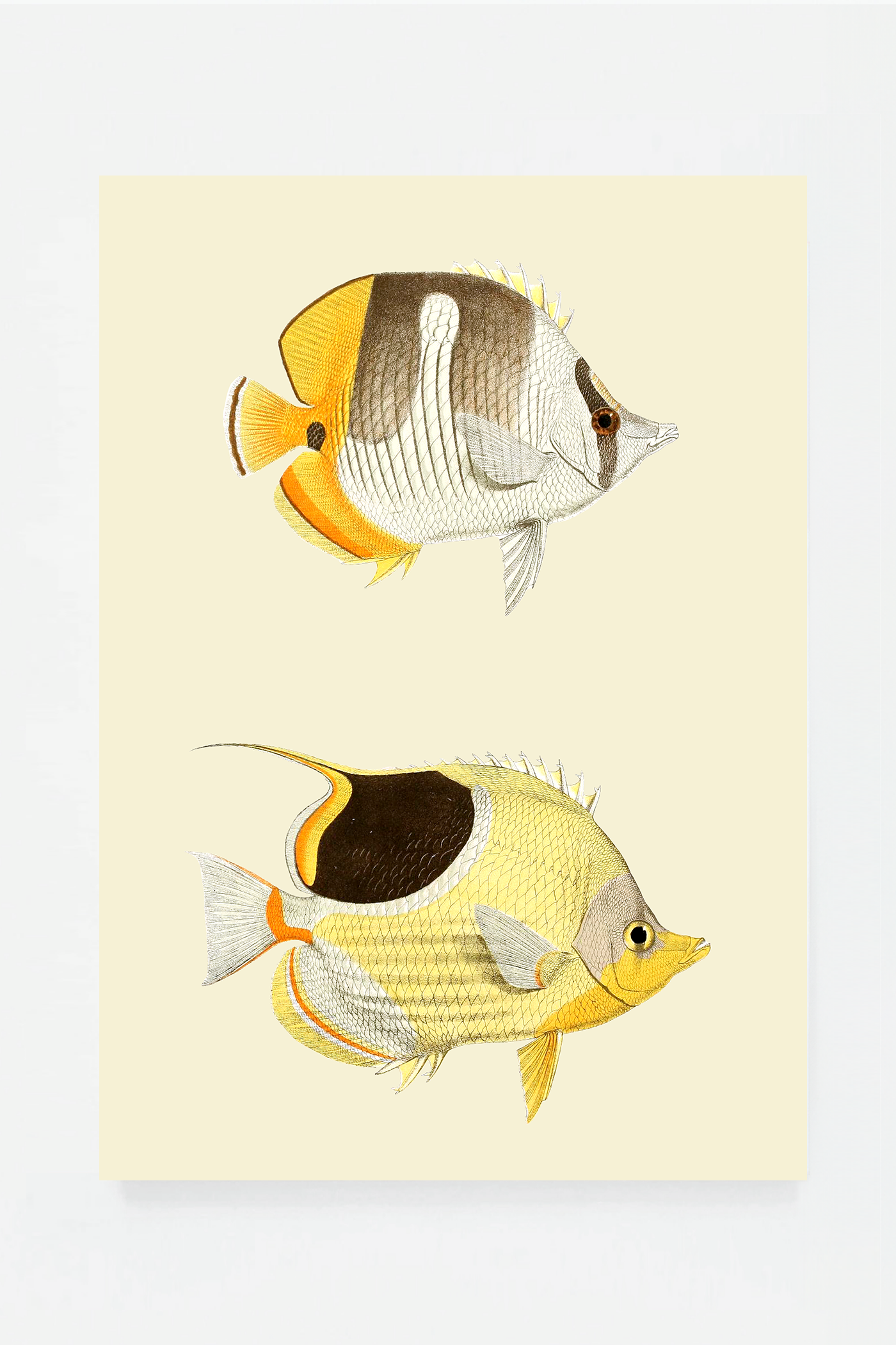Chaetondon (3 background colors)