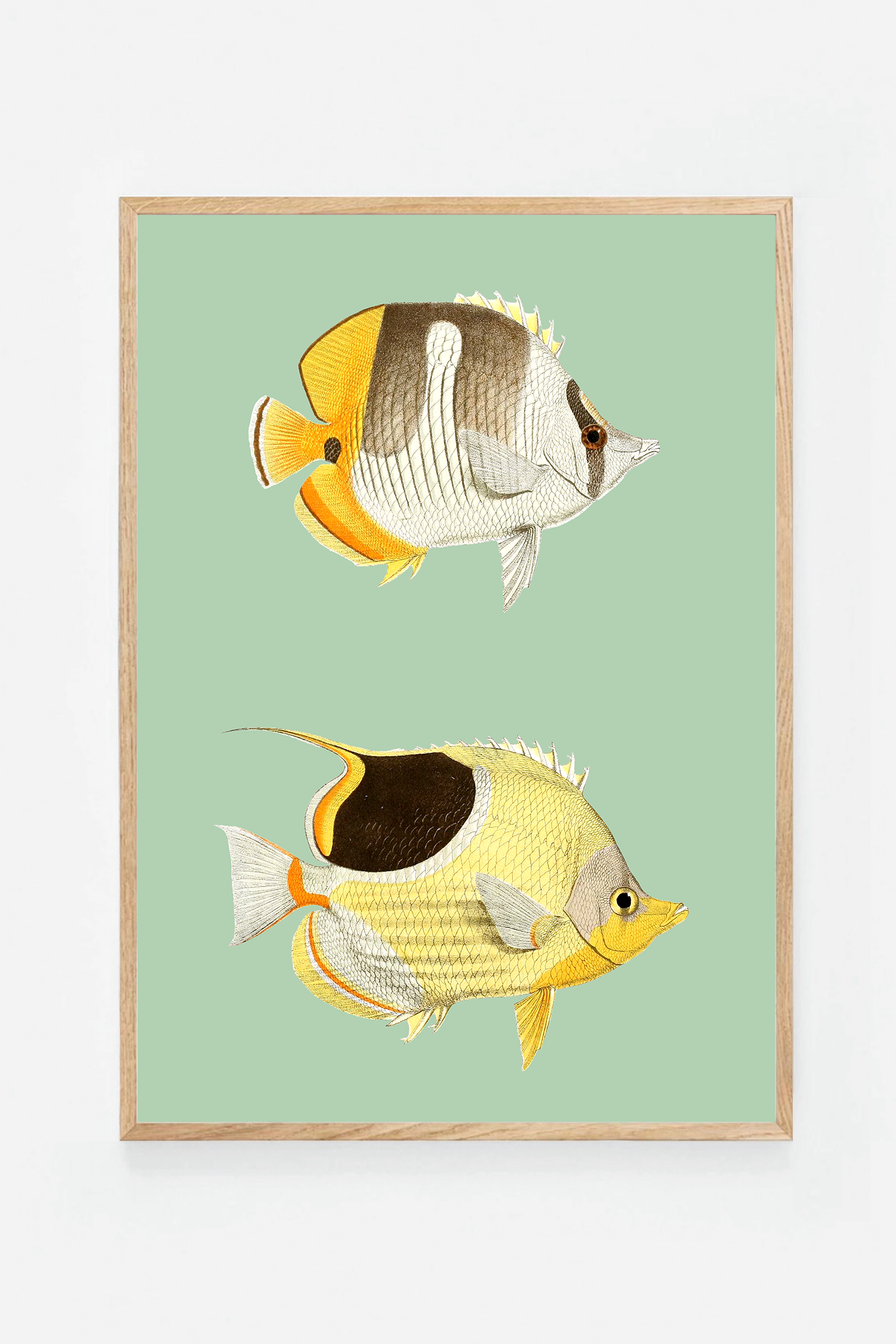 Chaetondon (3 background colors)
