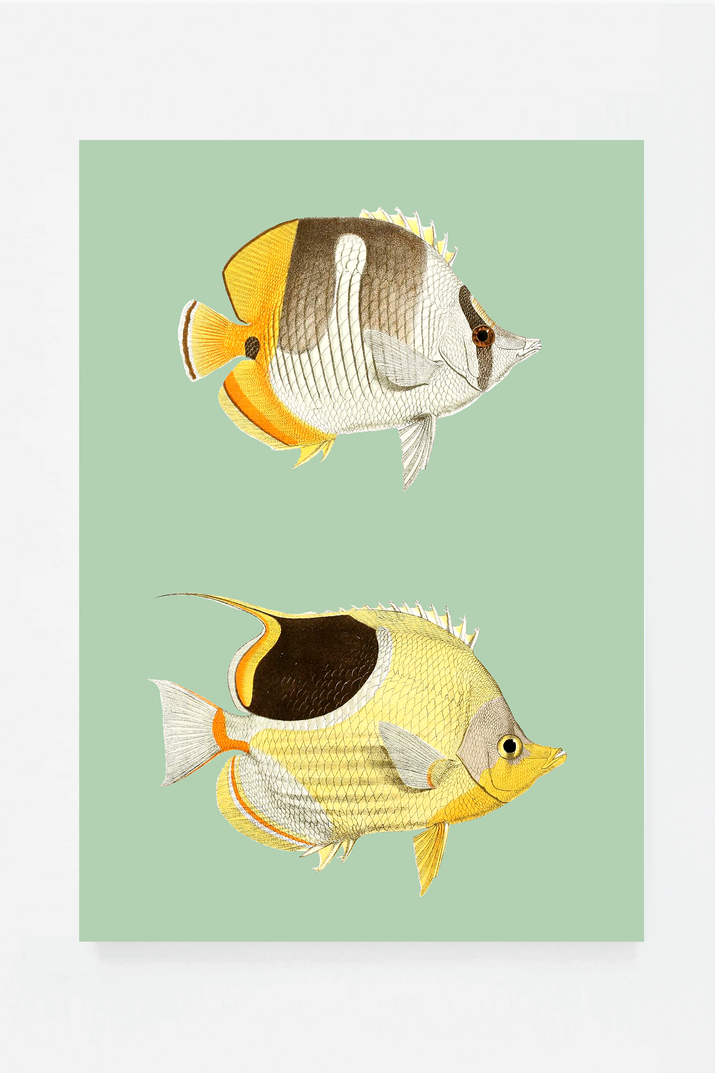 Chaetondon (3 background colors)