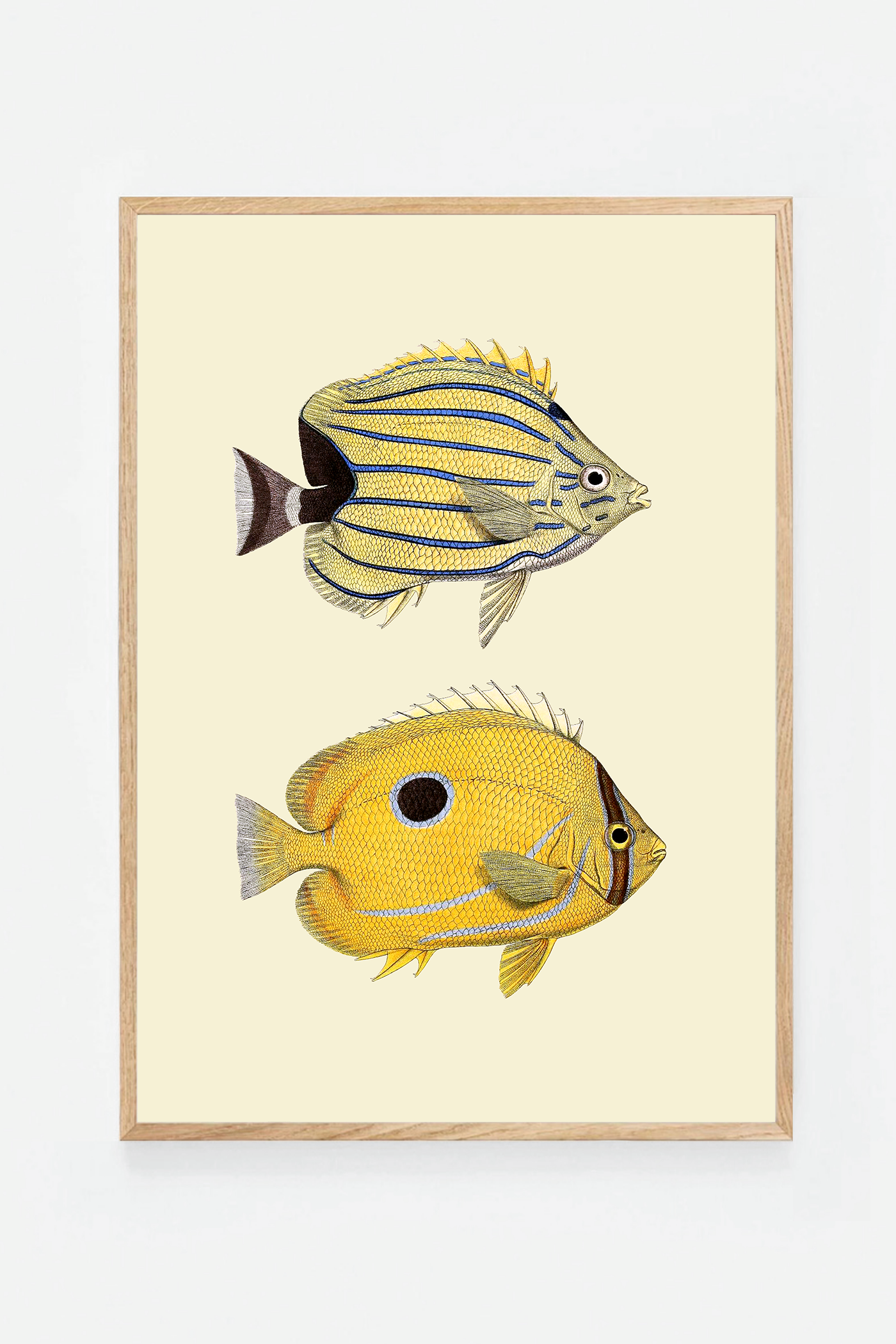 Chaetondon II (3 background colors)
