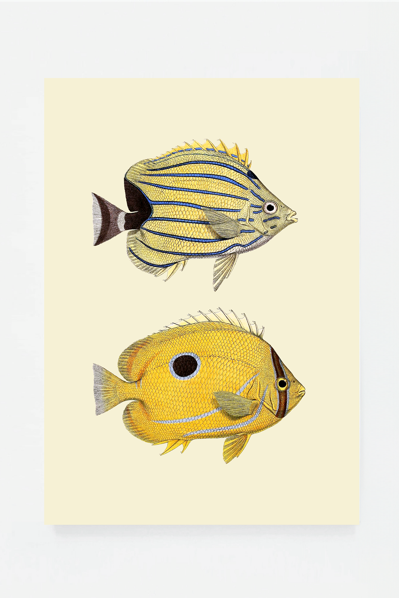 Chaetondon II (3 background colors)
