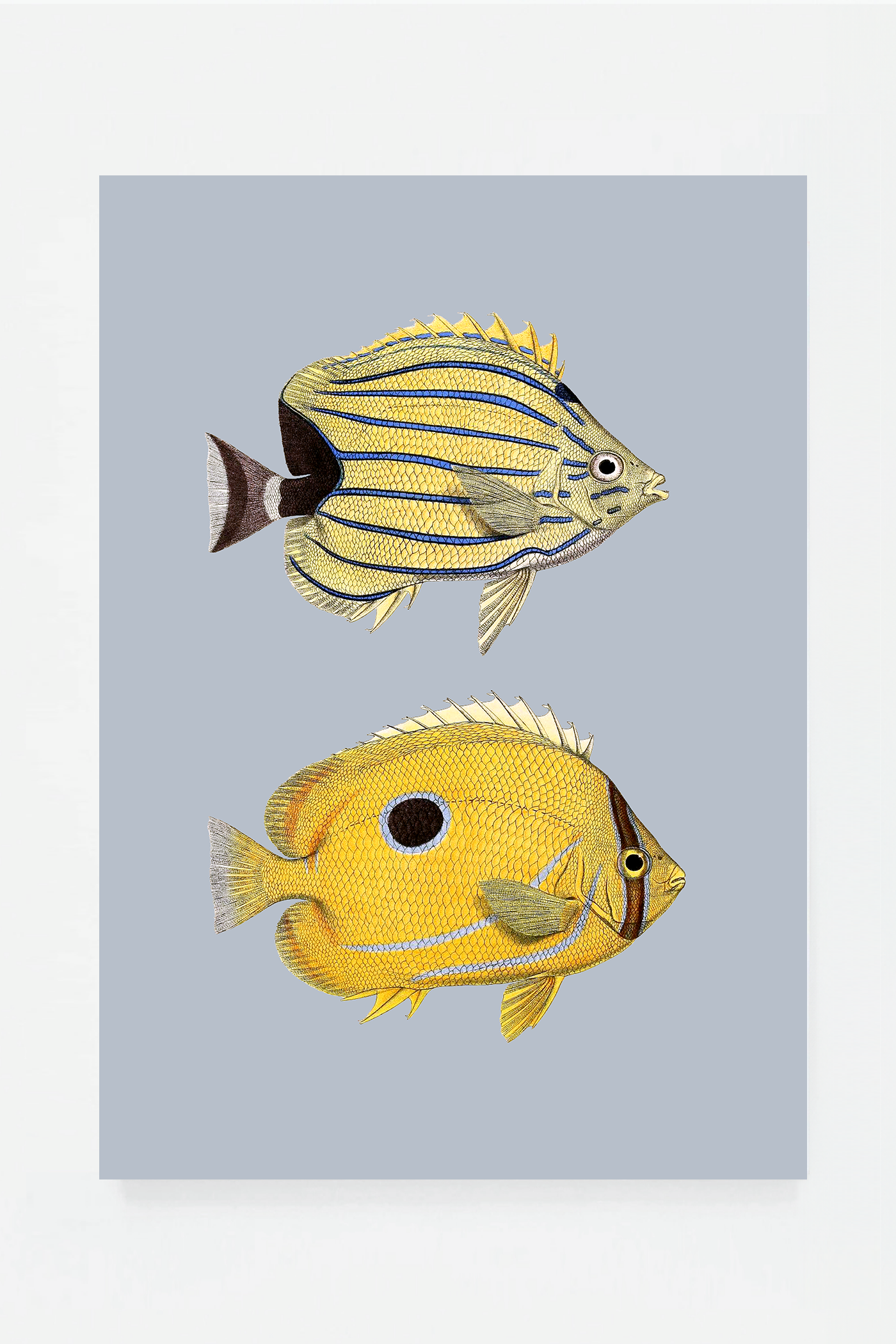 Chaetondon II (3 background colors)