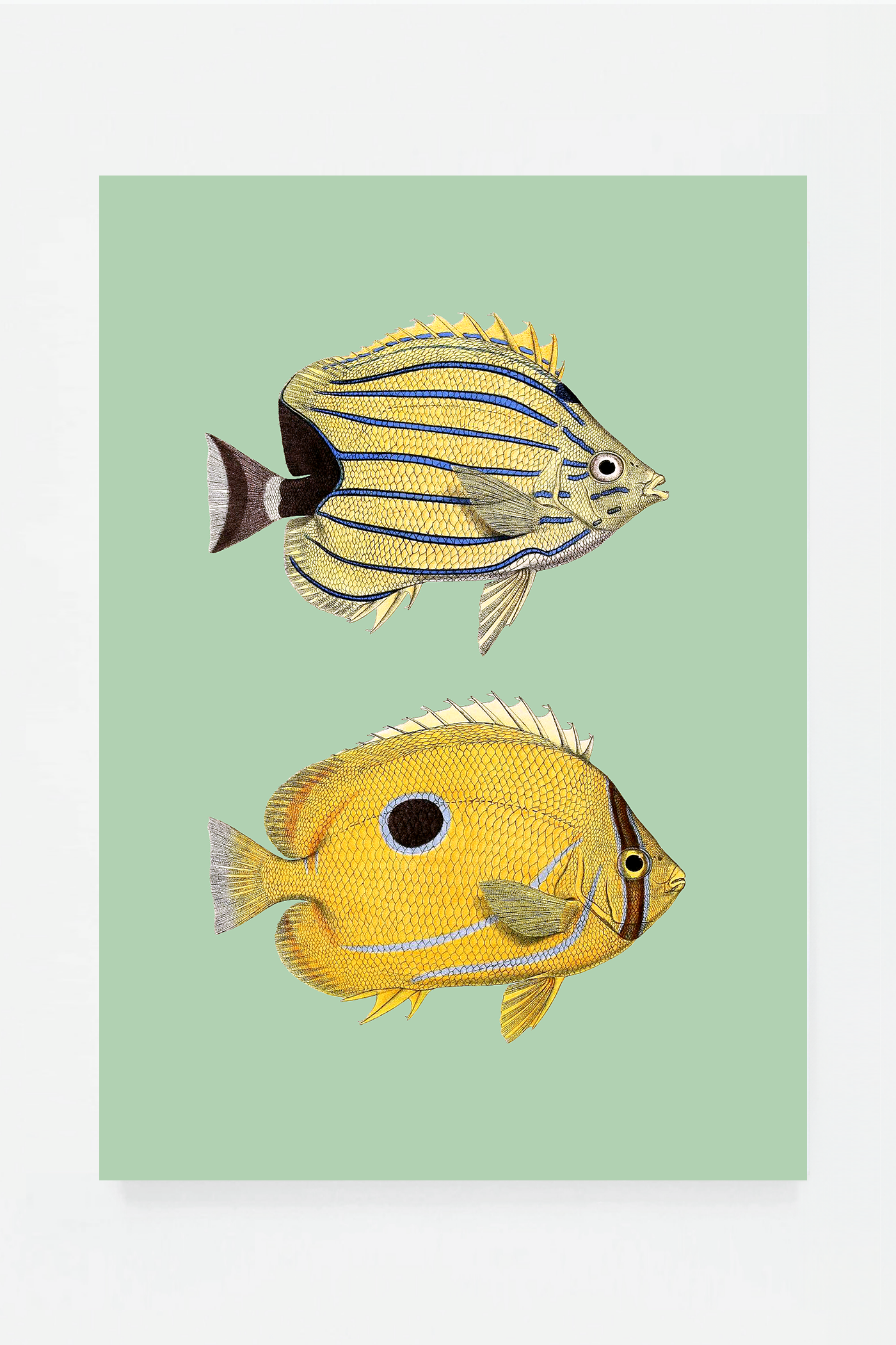 Chaetondon II (3 background colors)