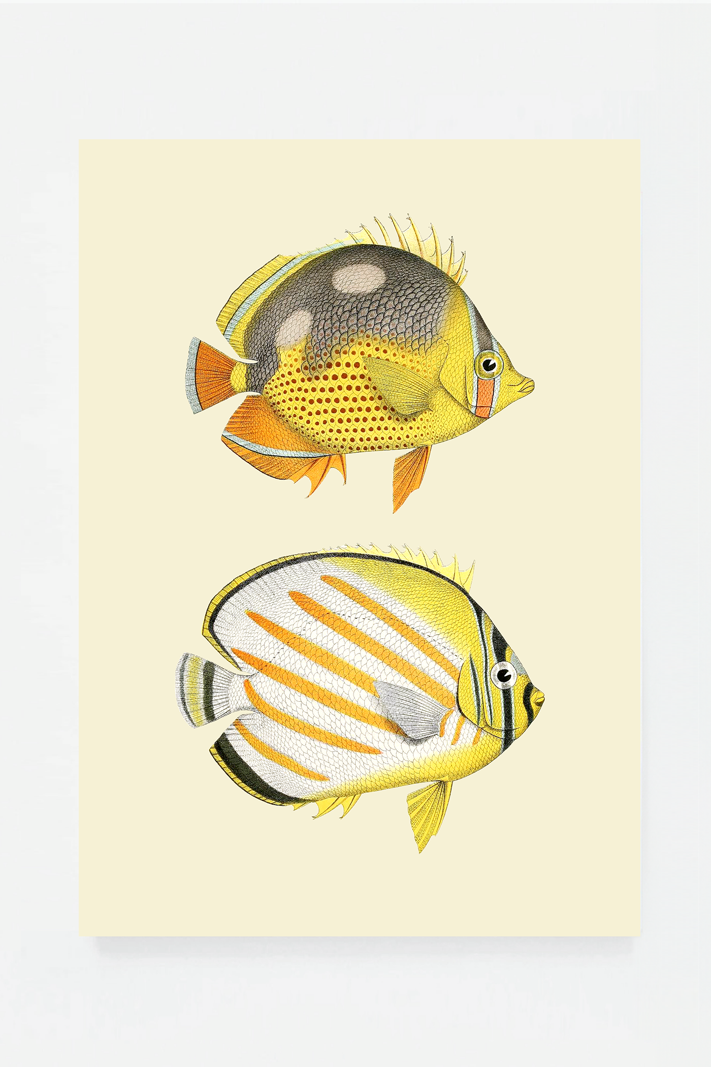 Chaetondon III (3 background colors)
