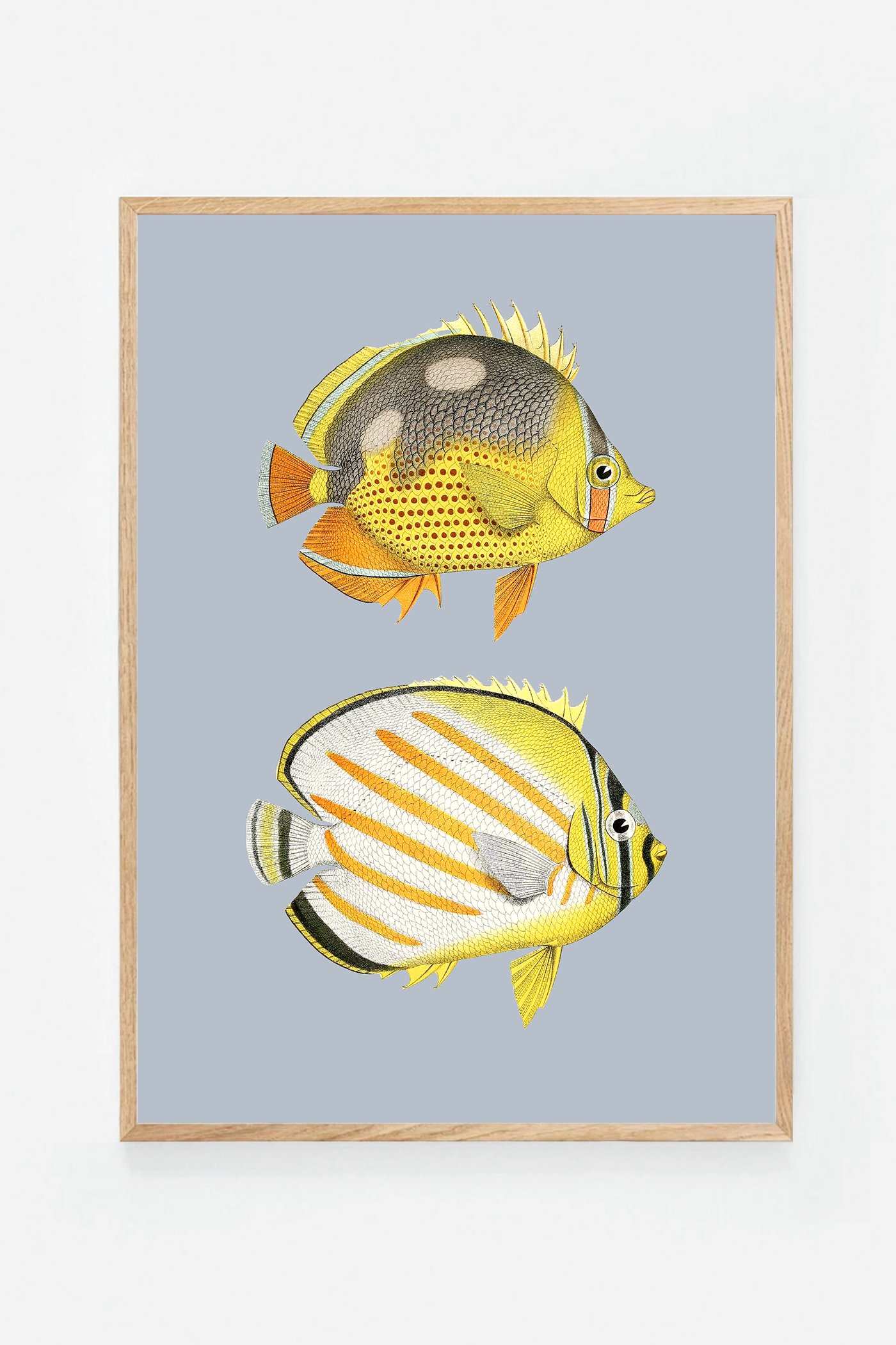 Chaetondon III (3 background colors)