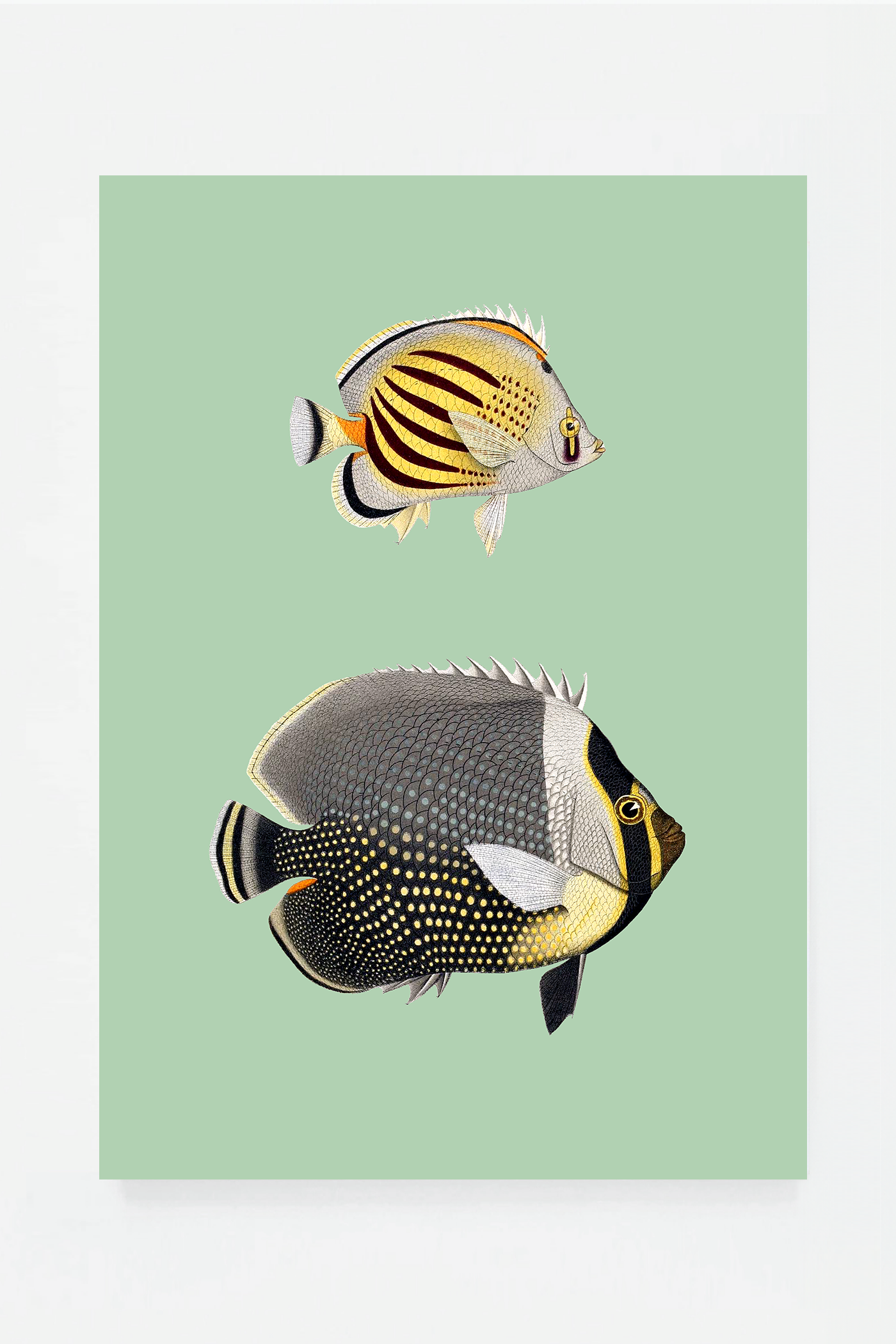 Chaetondon IV (3 background colors)