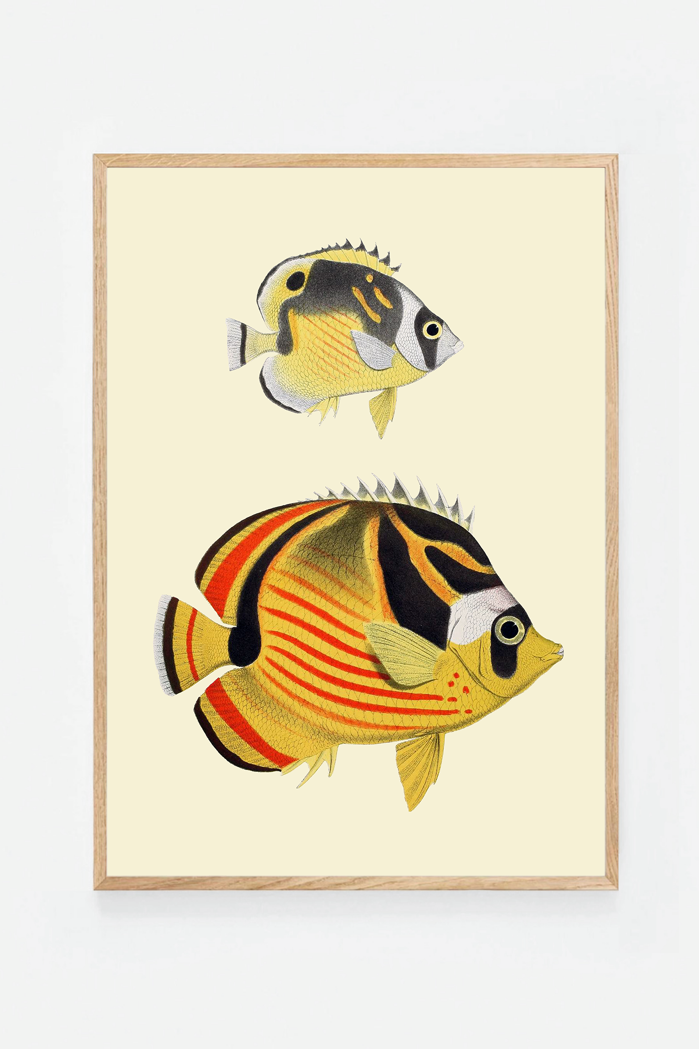 Chaetondon V (3 background colors)