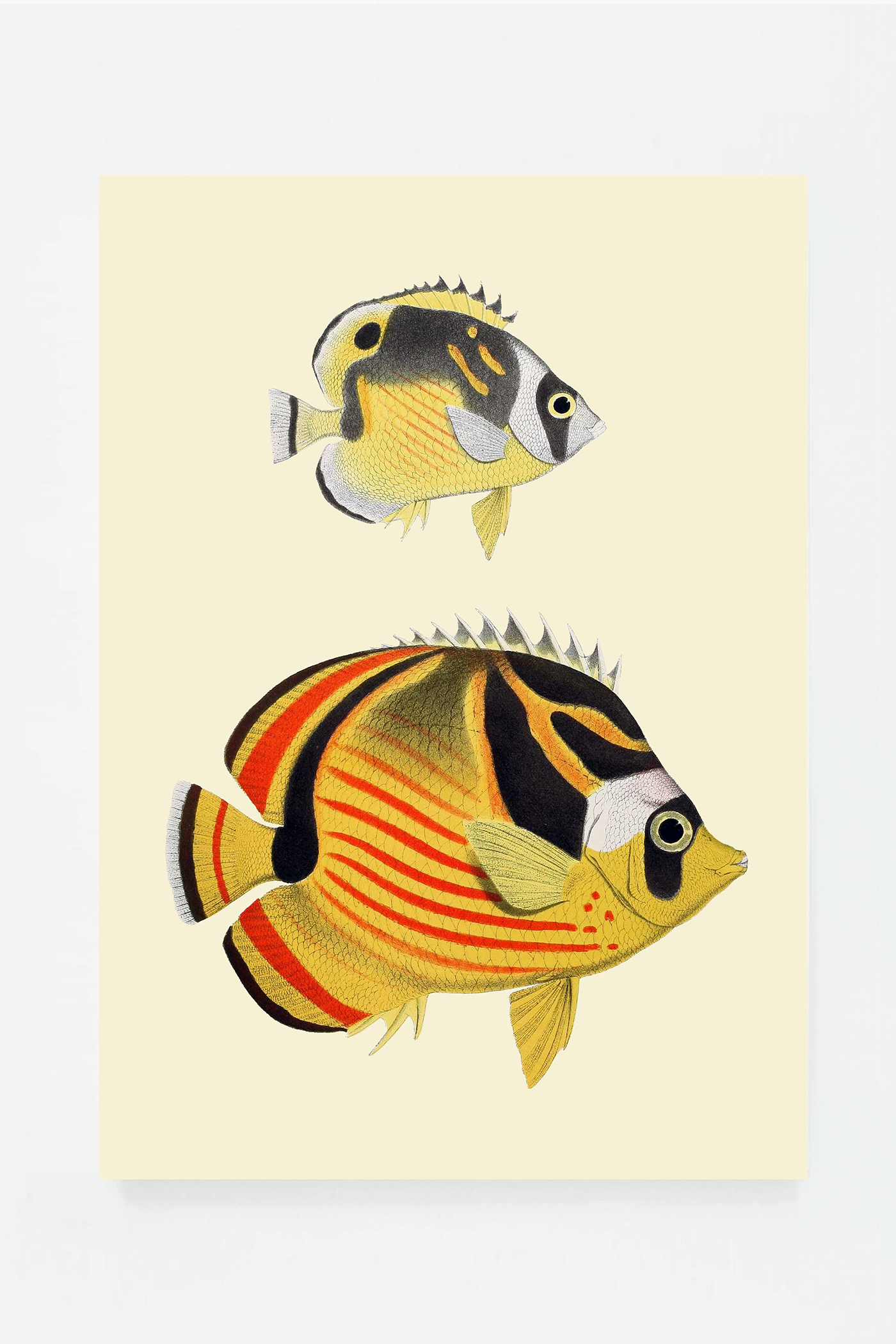 Chaetondon V (3 background colors)