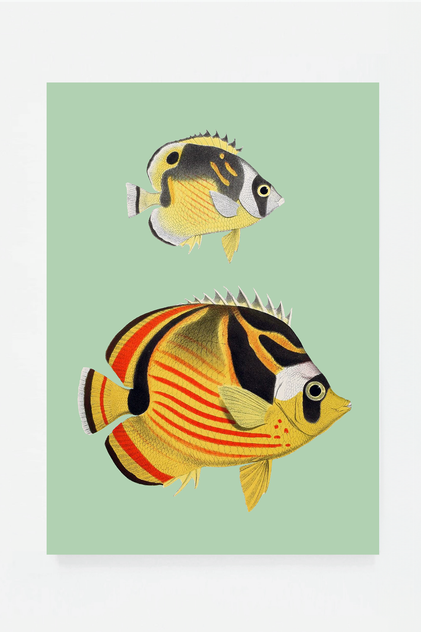 Chaetondon V (3 background colors)