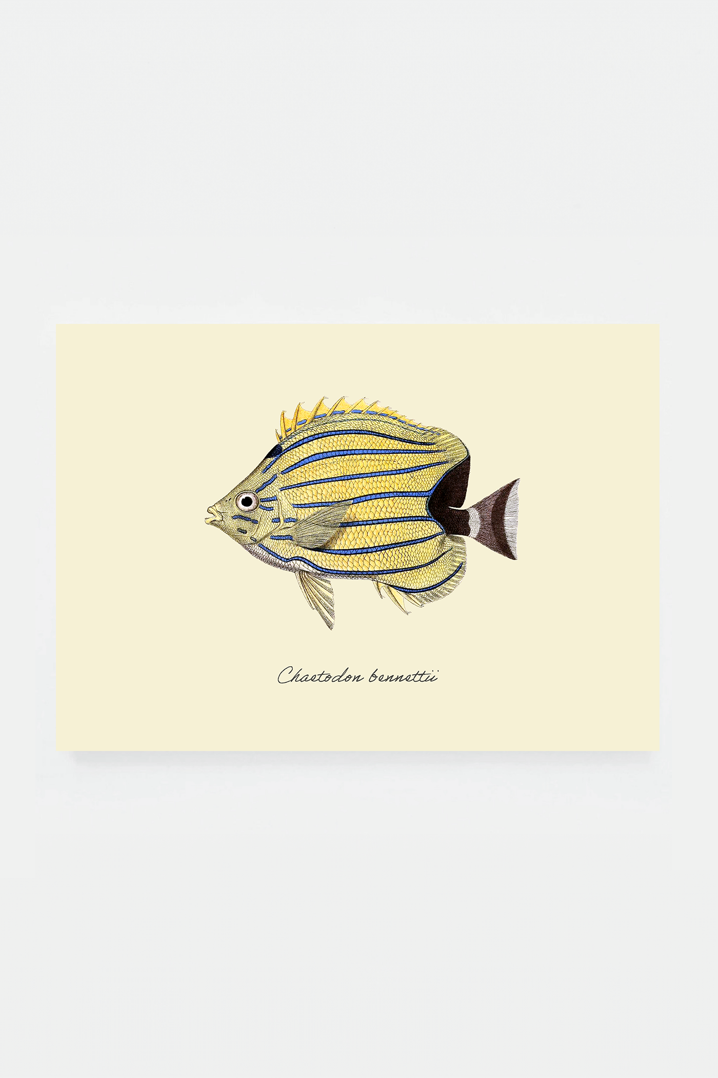 Chaetodon bennettii (3 background colors)