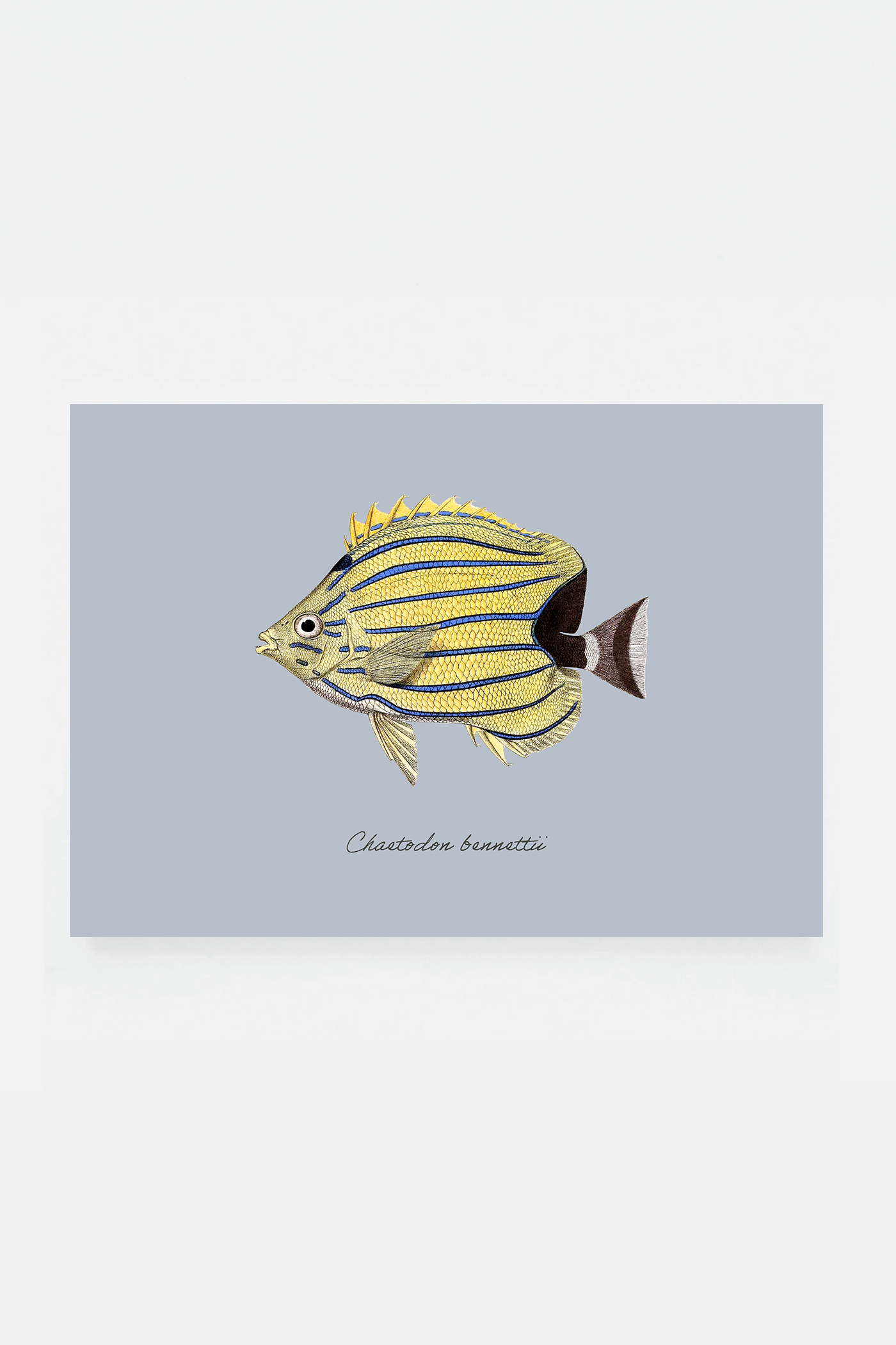 Chaetodon bennettii (3 background colors)