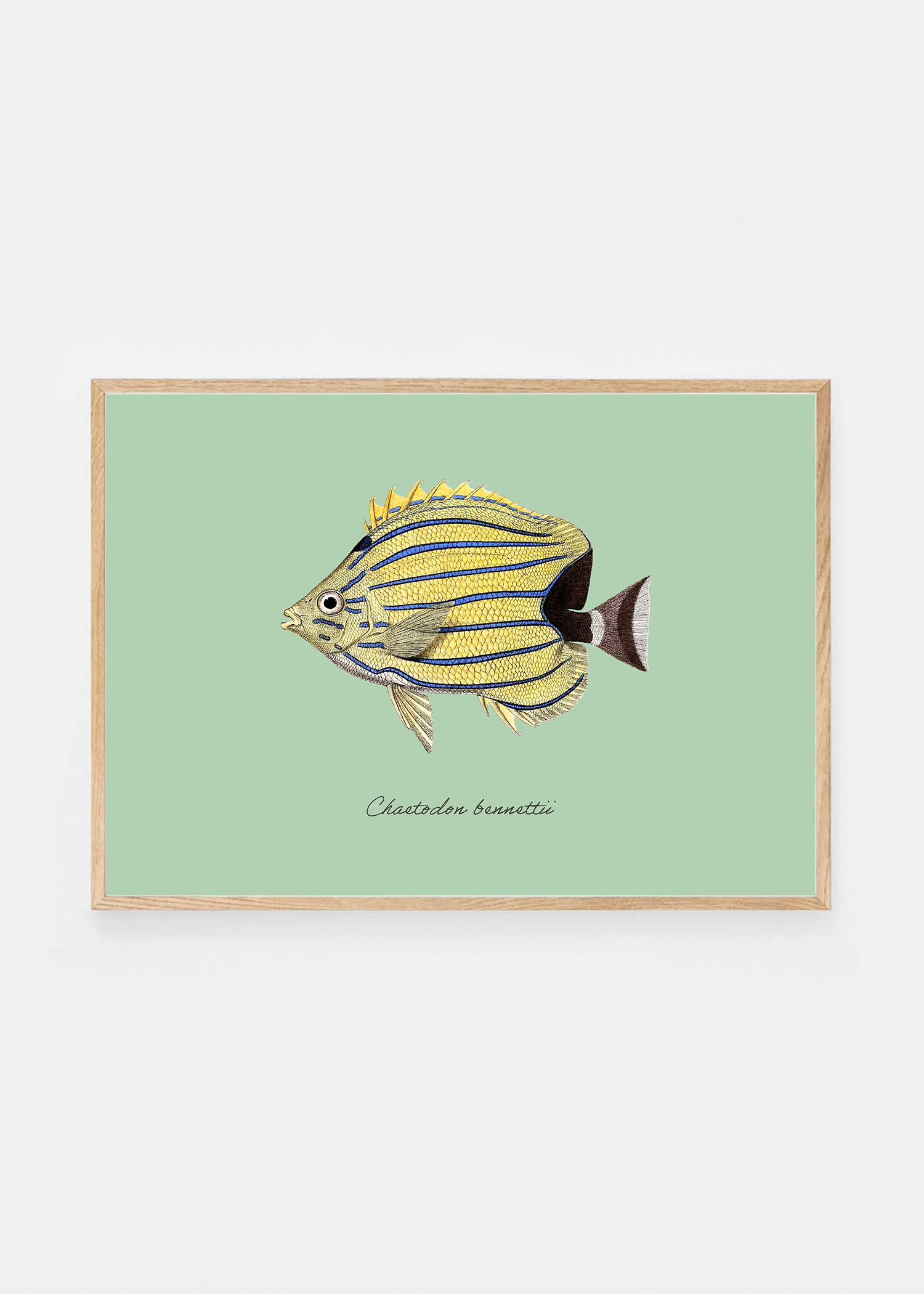 Chaetodon bennettii (3 background colors)