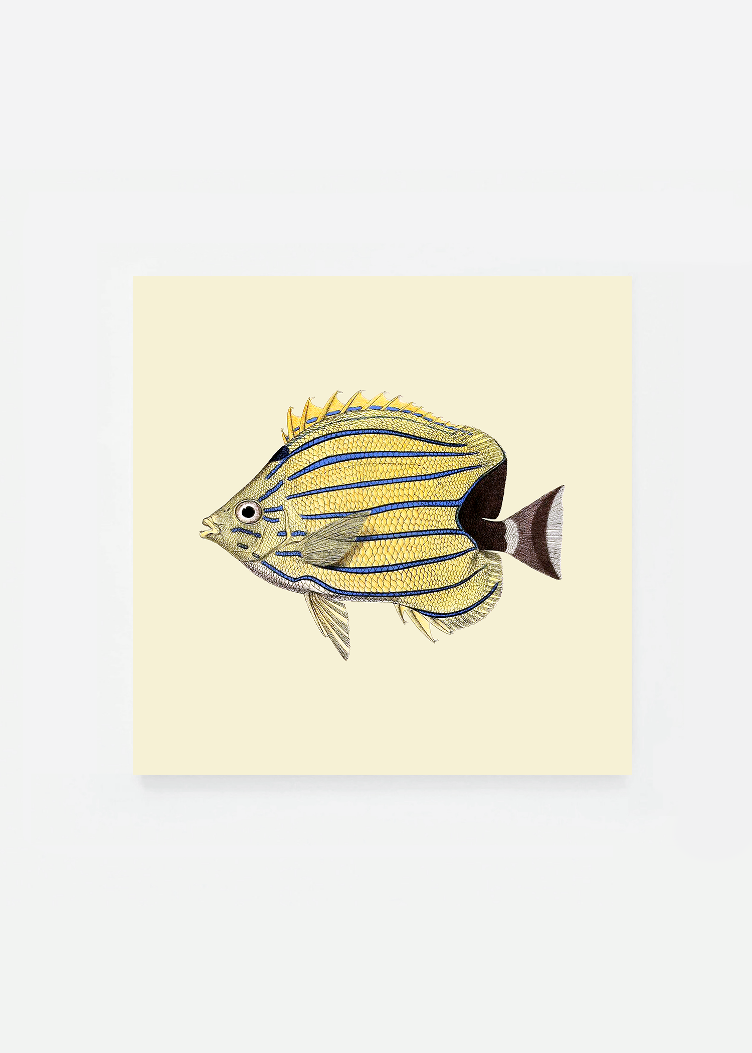Chaetodon bennettii square (3 background colors)