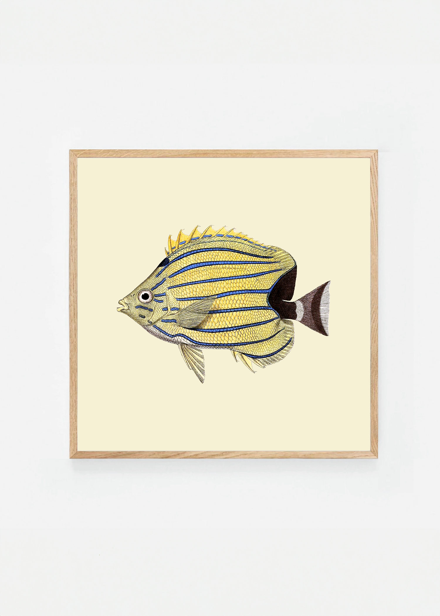 Chaetodon bennettii square (3 background colors)