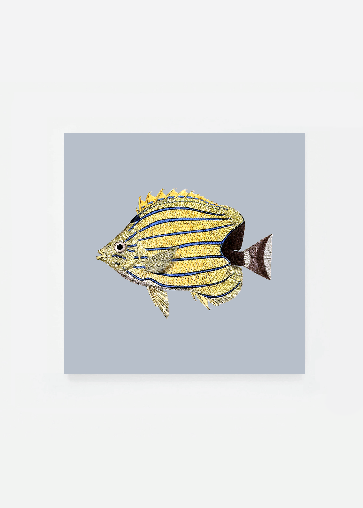 Chaetodon bennettii square (3 background colors)