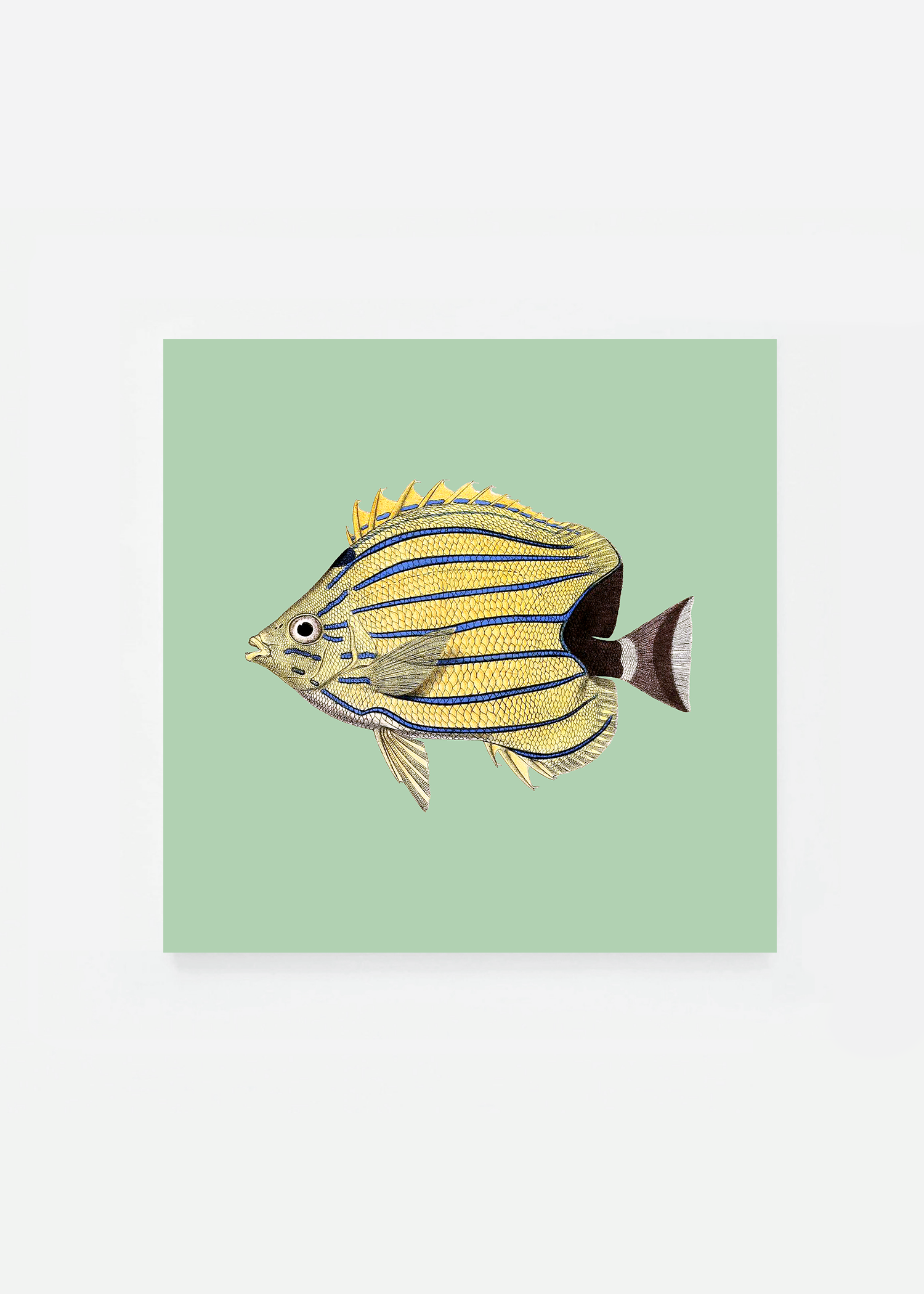Chaetodon bennettii square (3 background colors)