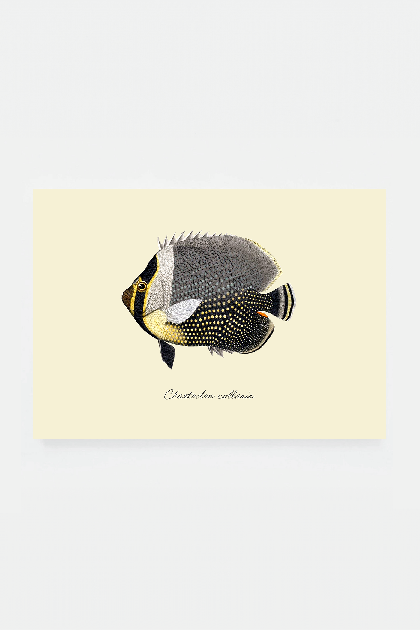 Chaetodon collaris (3 background colors)