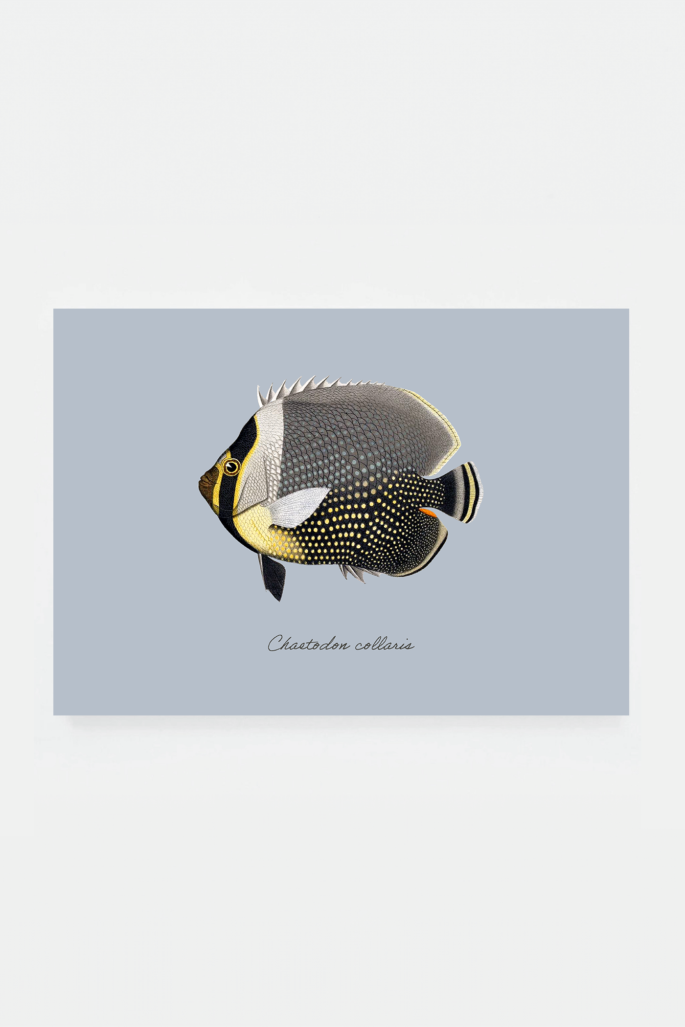 Chaetodon collaris (3 background colors)