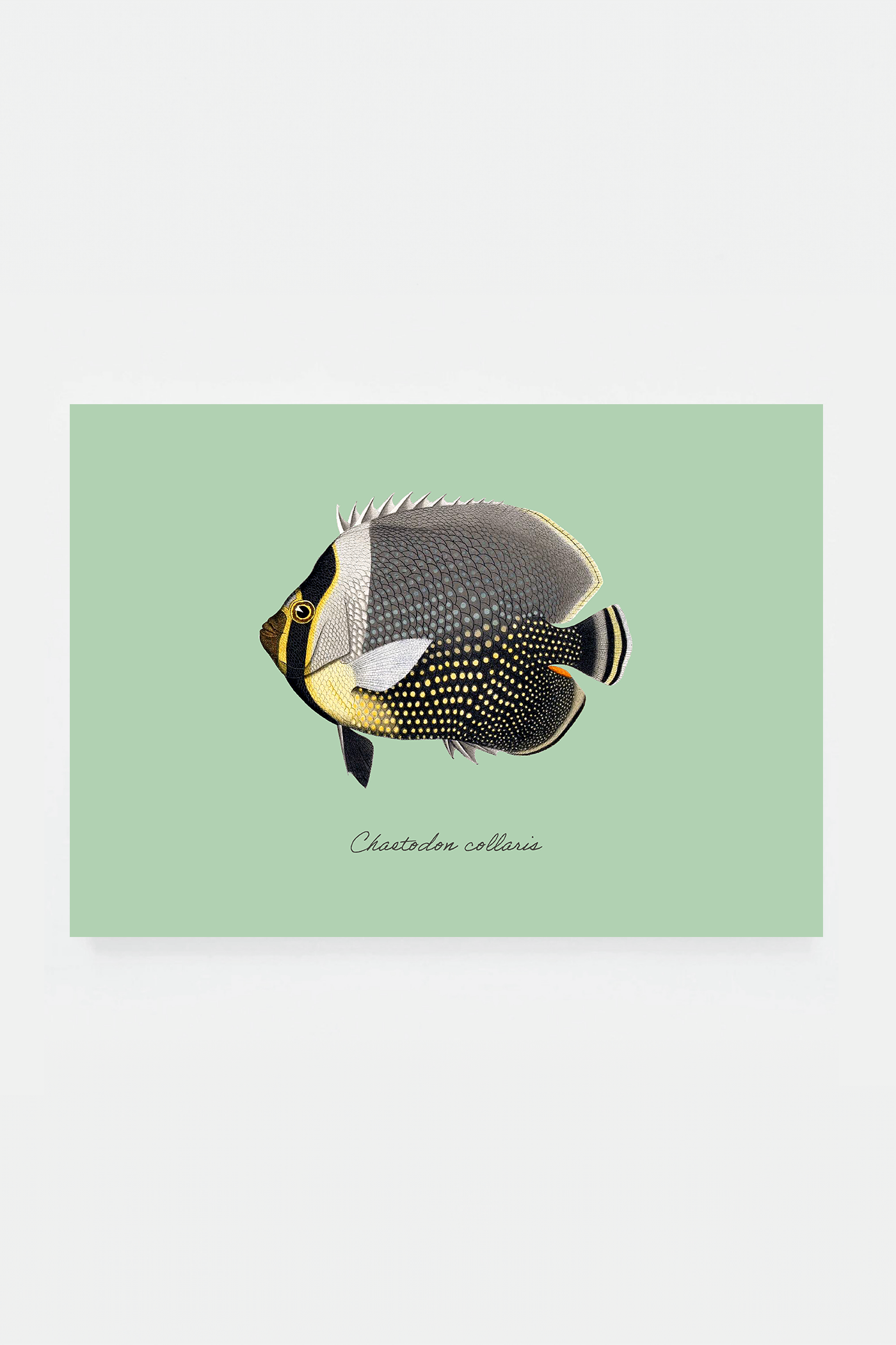 Chaetodon collaris (3 background colors)