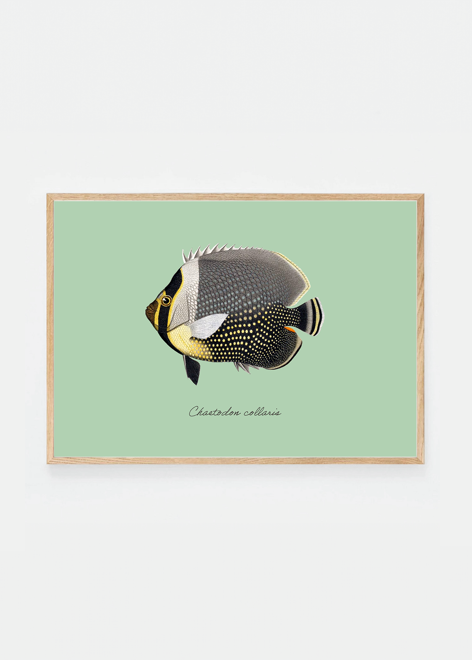 Chaetodon collaris (3 background colors)