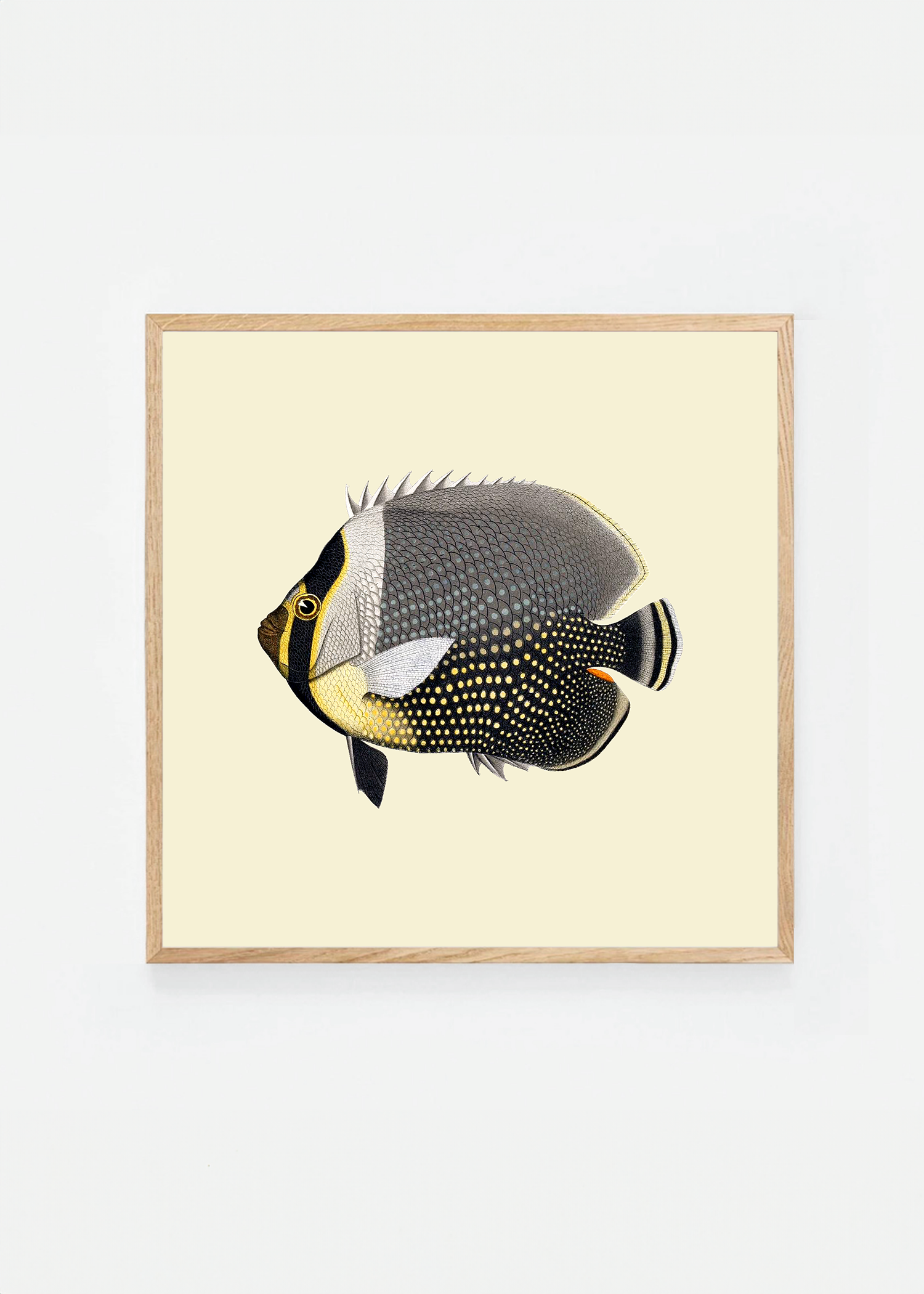 Chaetodon collaris square (3 background colors)