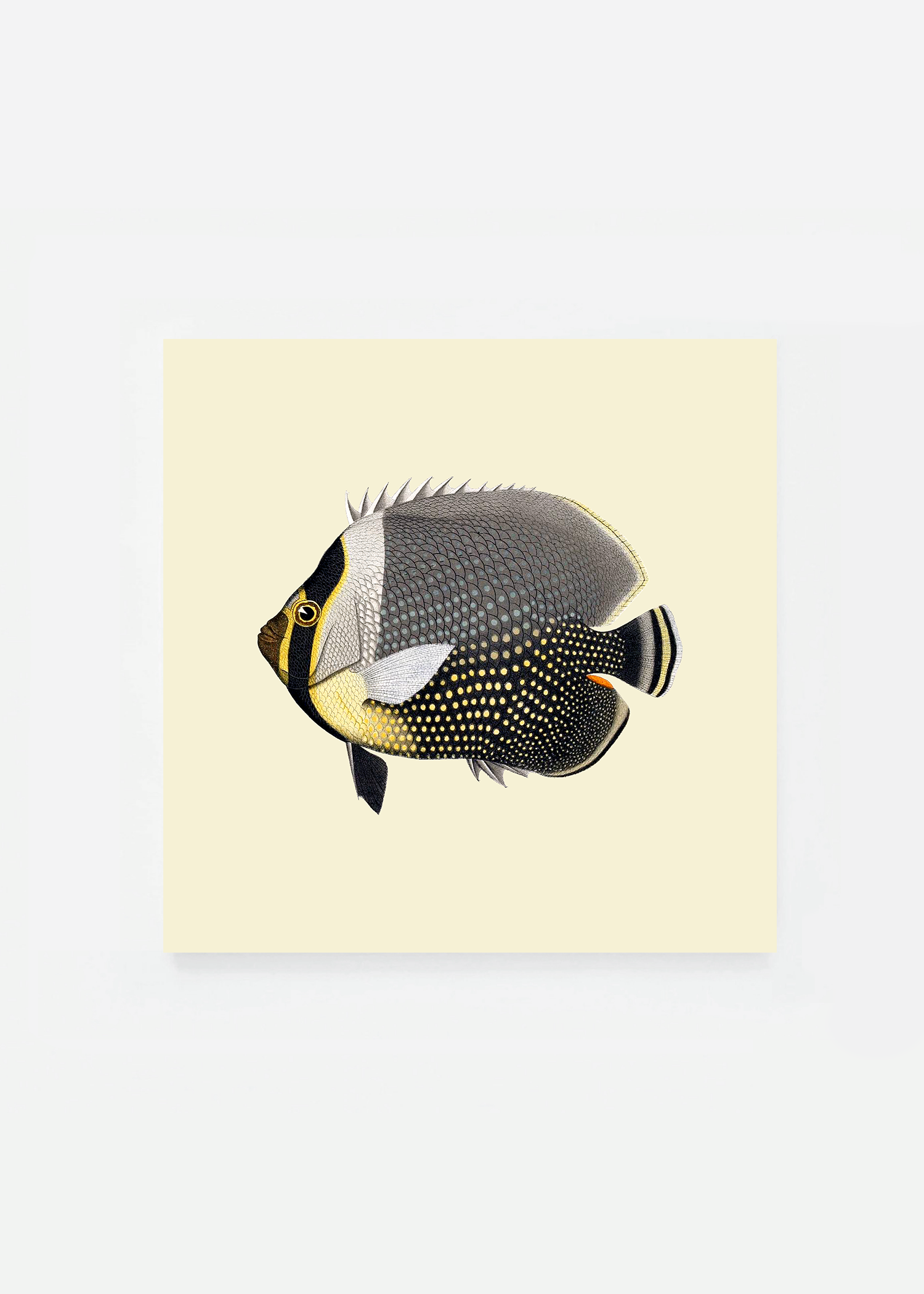 Chaetodon collaris square (3 background colors)