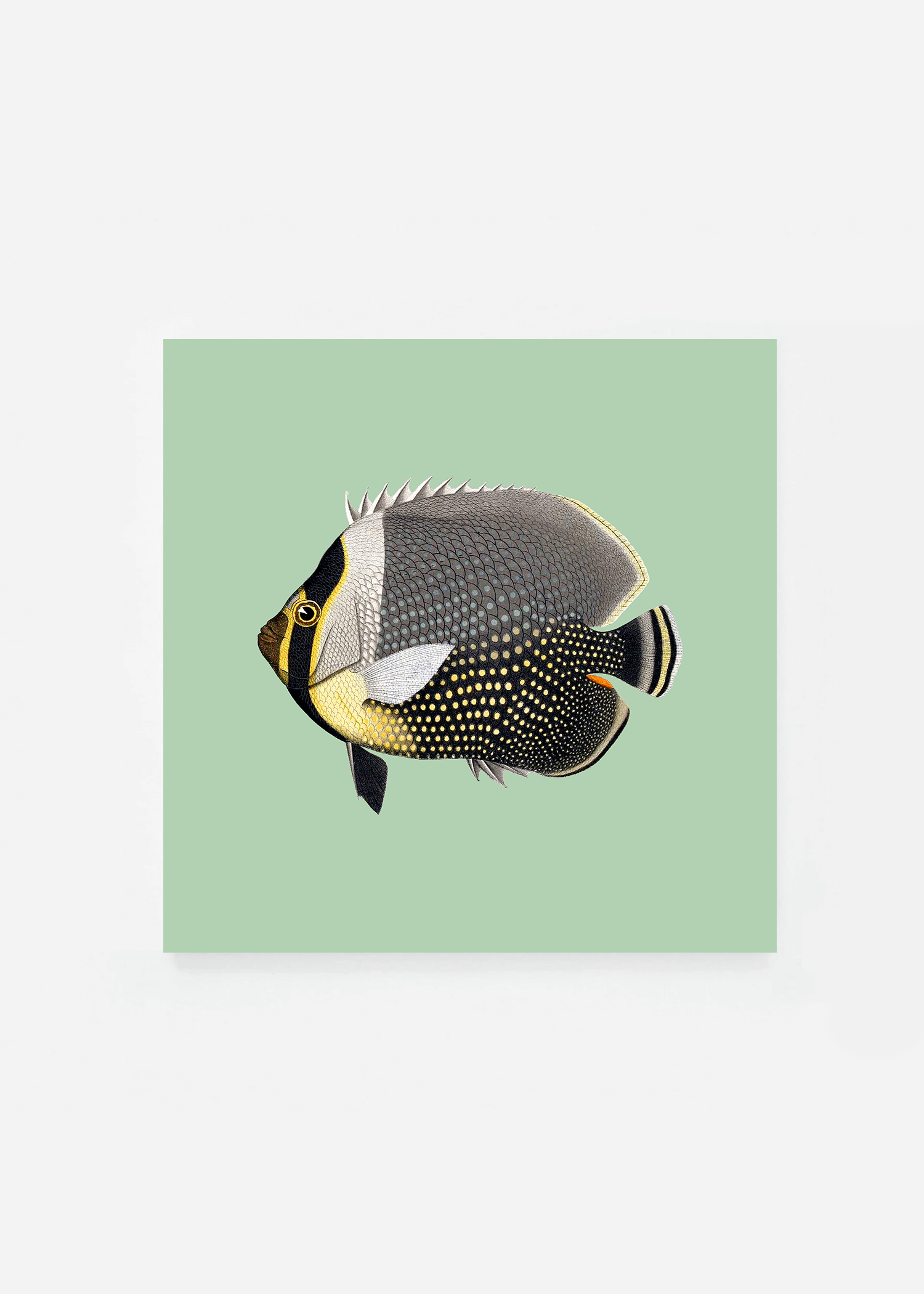 Chaetodon collaris square (3 background colors)