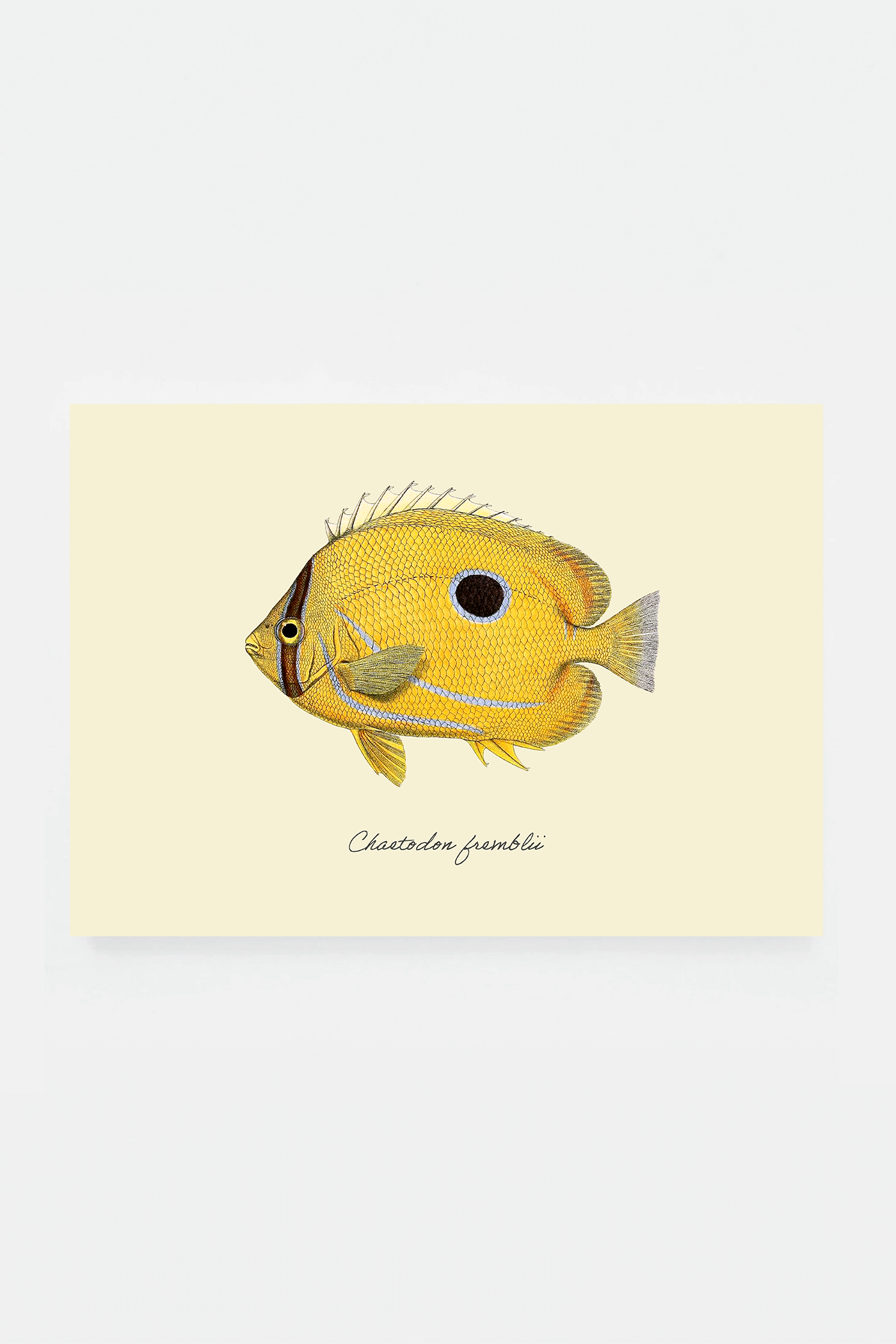 Chaetodon fremblii (3 background colors)