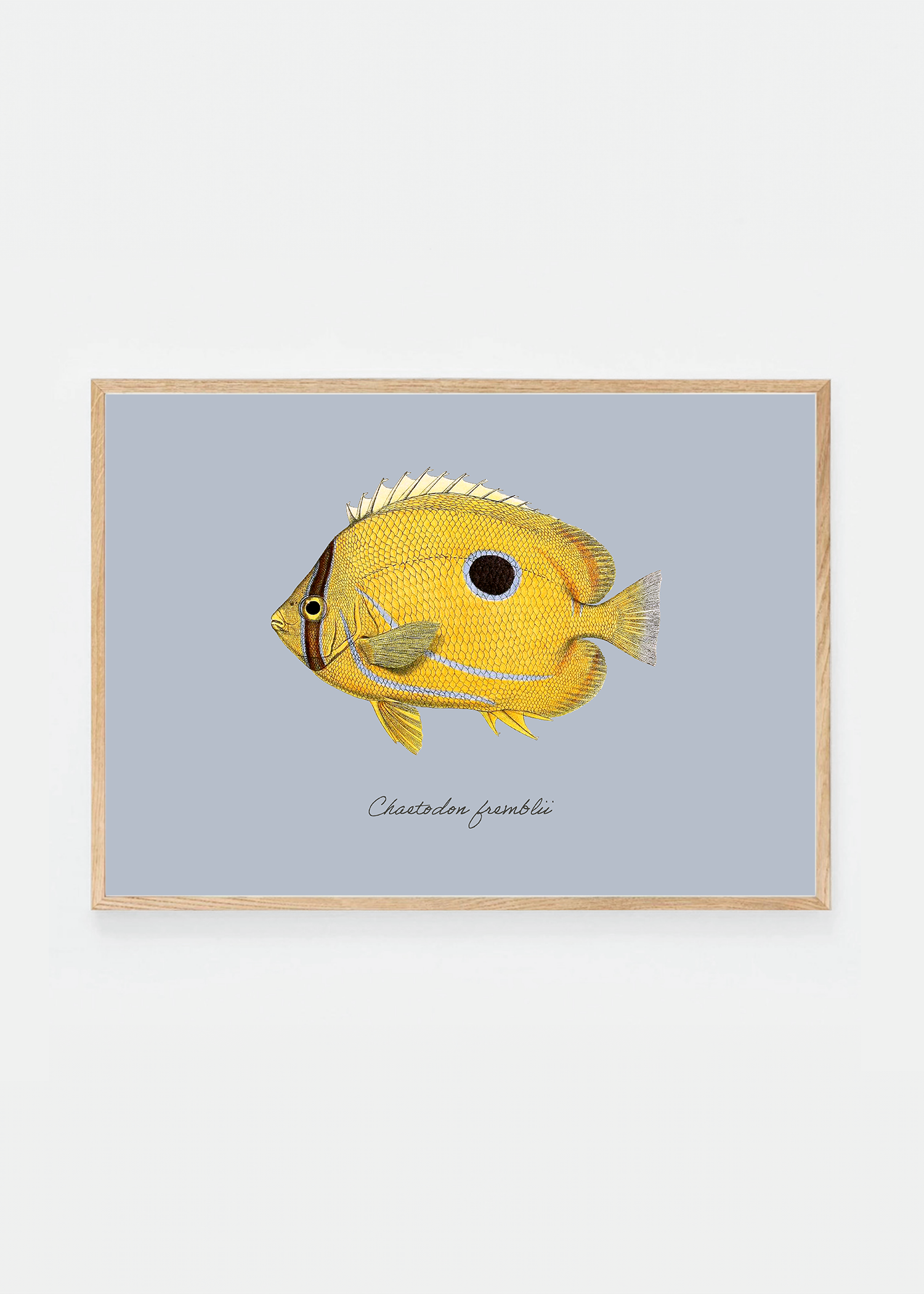 Chaetodon fremblii (3 background colors)