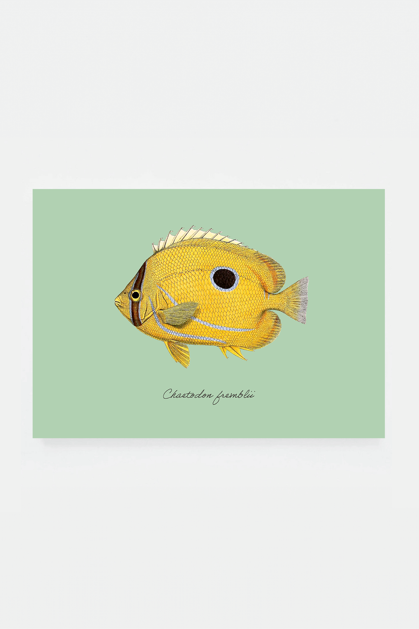 Chaetodon fremblii (3 background colors)