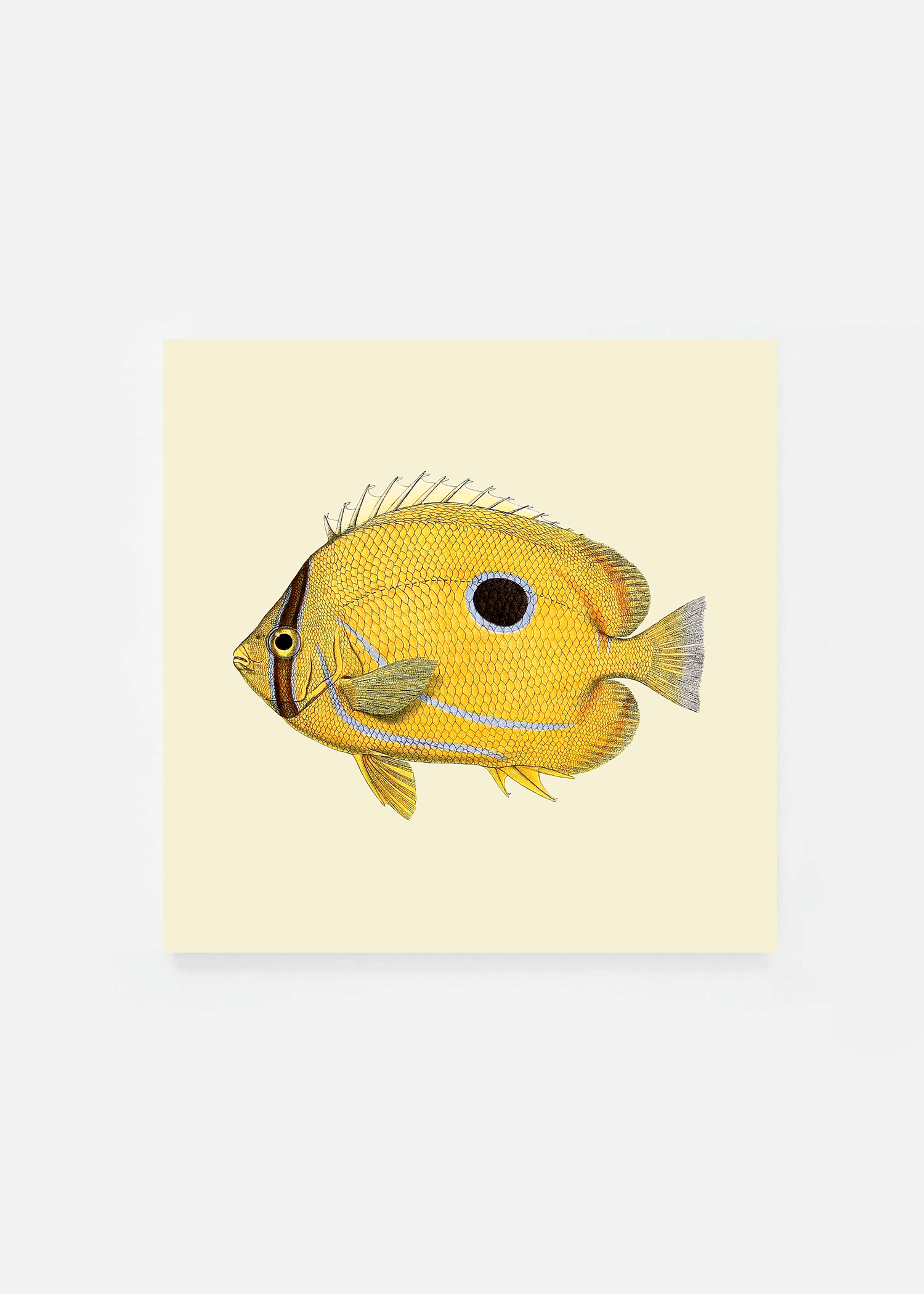 Chaetodon fremblii square (3 background colors)