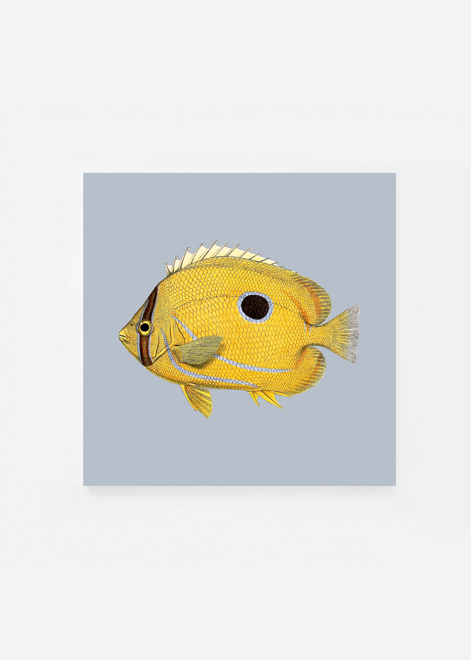 Chaetodon fremblii square (3 background colors)