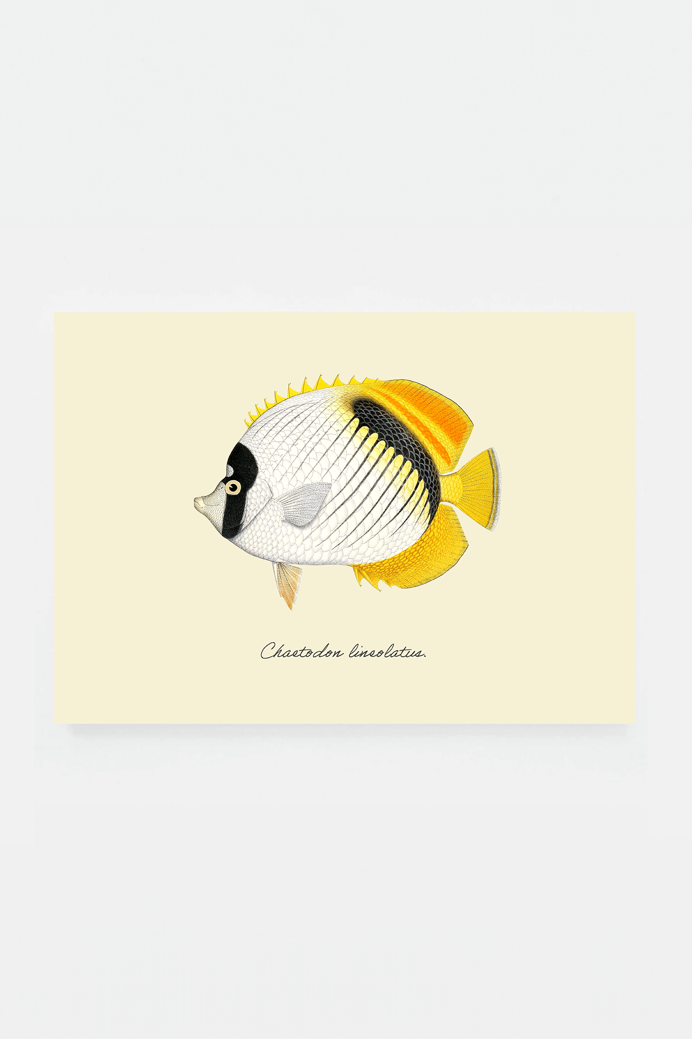 Chaetodon lineolatus (3 background colors)